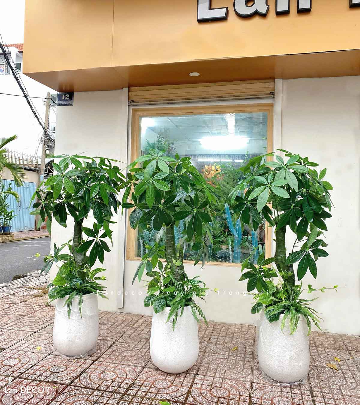 CÂY KIM NGÂN (135cm) - LC1988