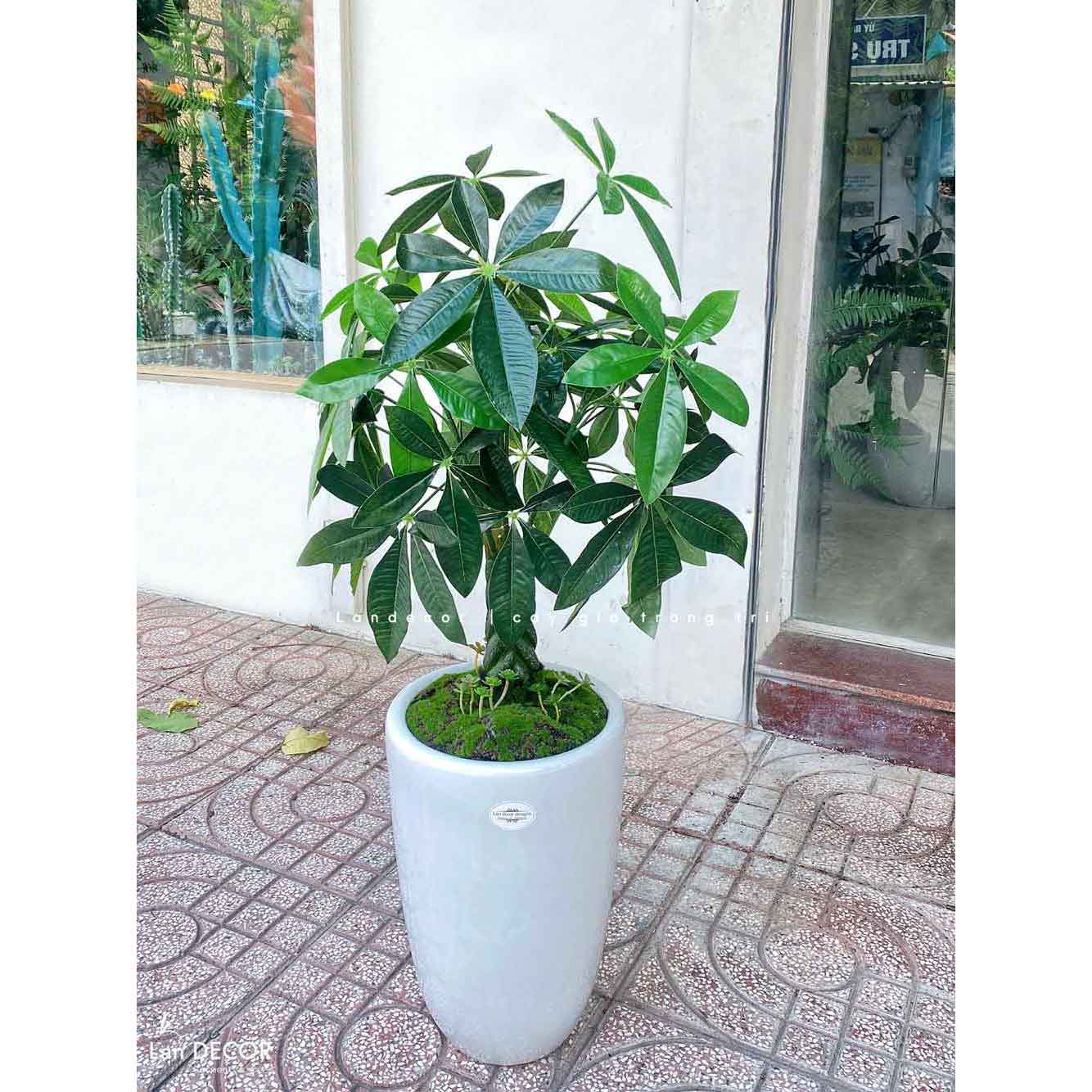 Cây Kim Ngân cây cảnh trang trí nhà đẹp (80cm) - LC1990