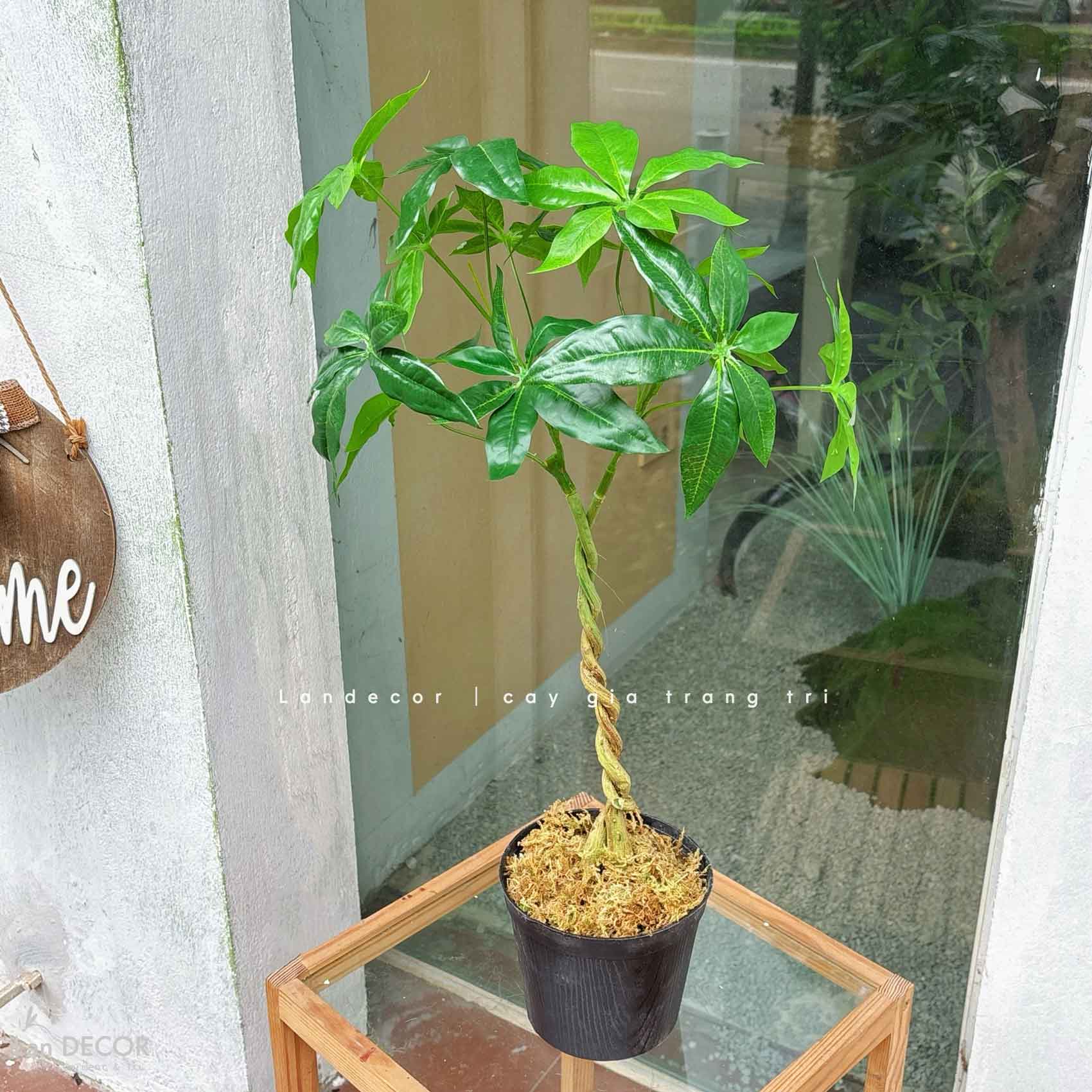 Cây Giả Trang Trí- Chậu Cây Kim Ngân Giả  Decor Nội Thất (55cm)- LC3762