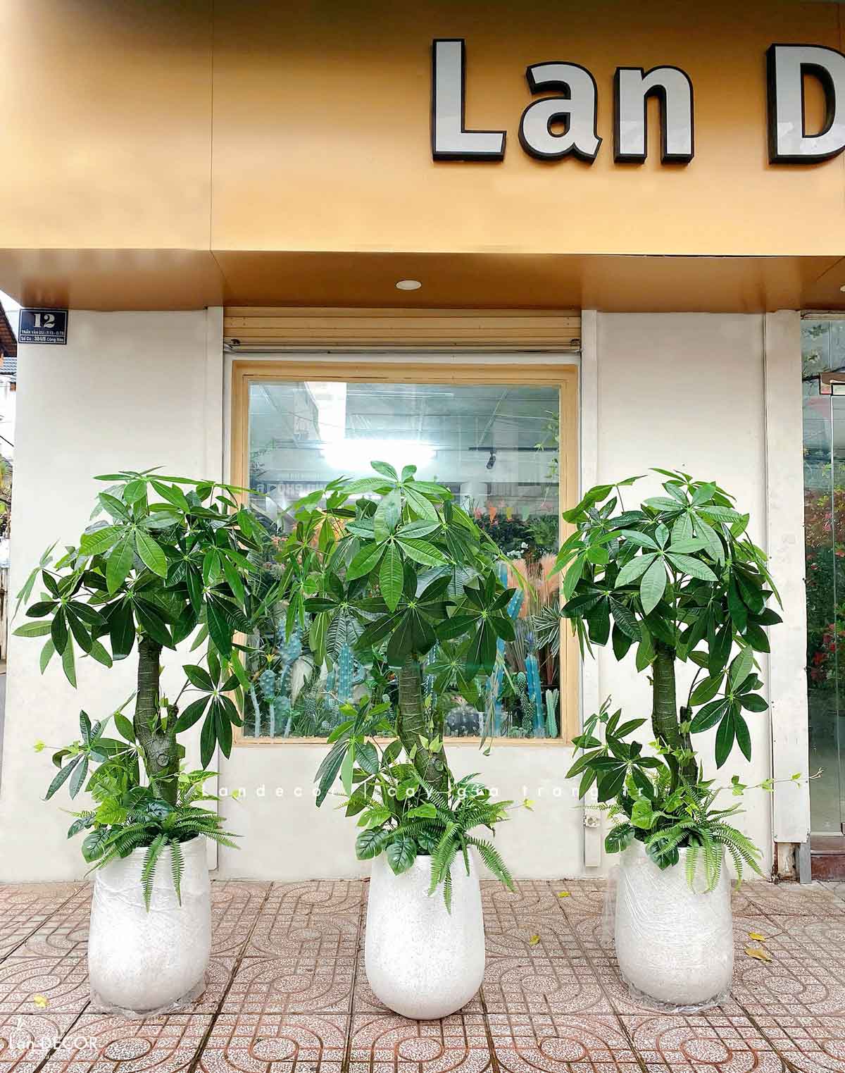 CÂY KIM NGÂN (135cm) - LC1988