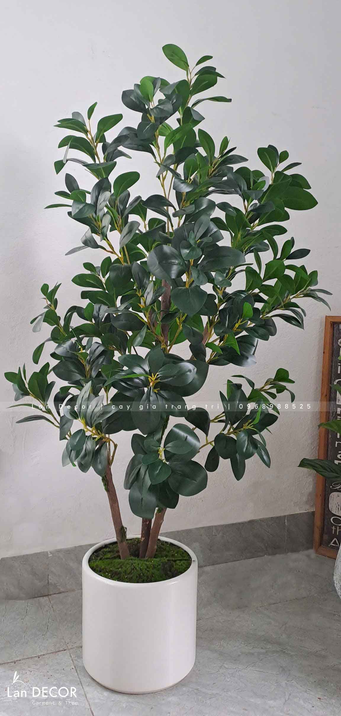 Chậu Cây Lá Chanh Trang Trí Không Gian Xanh Mát (140cm)- CC965