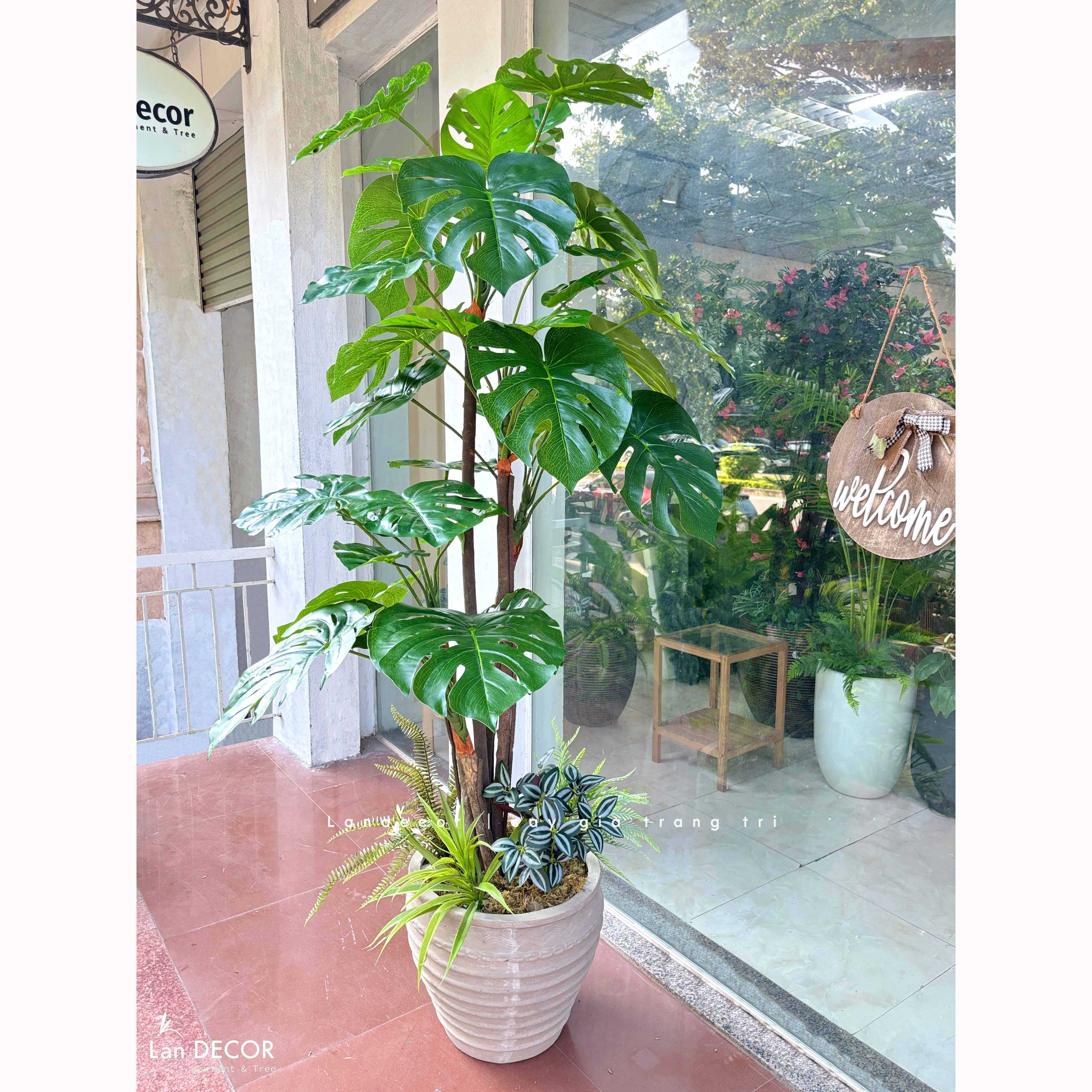 Cây lá rùa trang trí phong cách nhiệt đới hiện đại (170cm) - LC2691