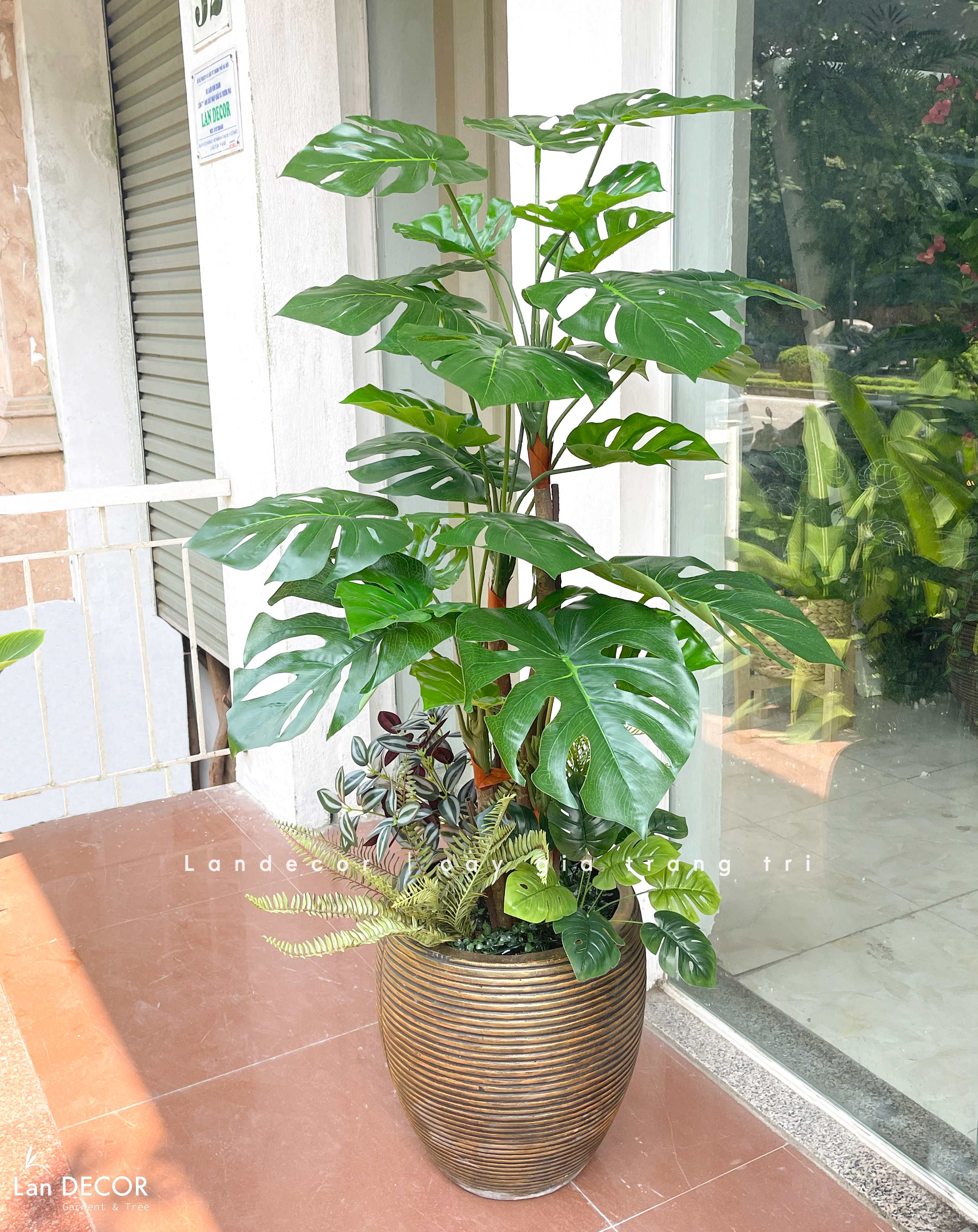 Cây Lá Rùa trang trí nhà đẹp LanDecor (130m) - LC2690