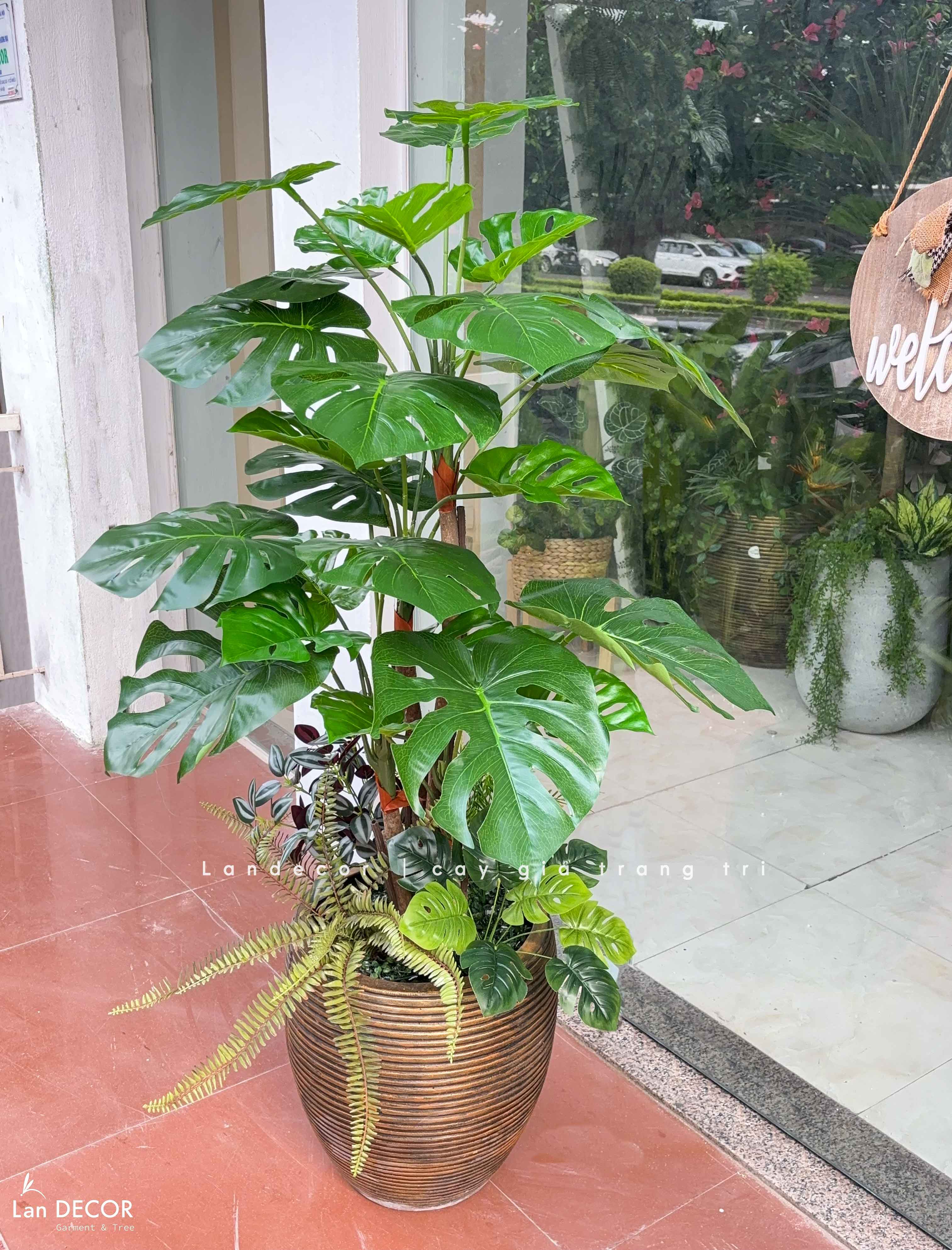 Cây Lá Rùa trang trí nhà đẹp LanDecor (130m) - LC2690
