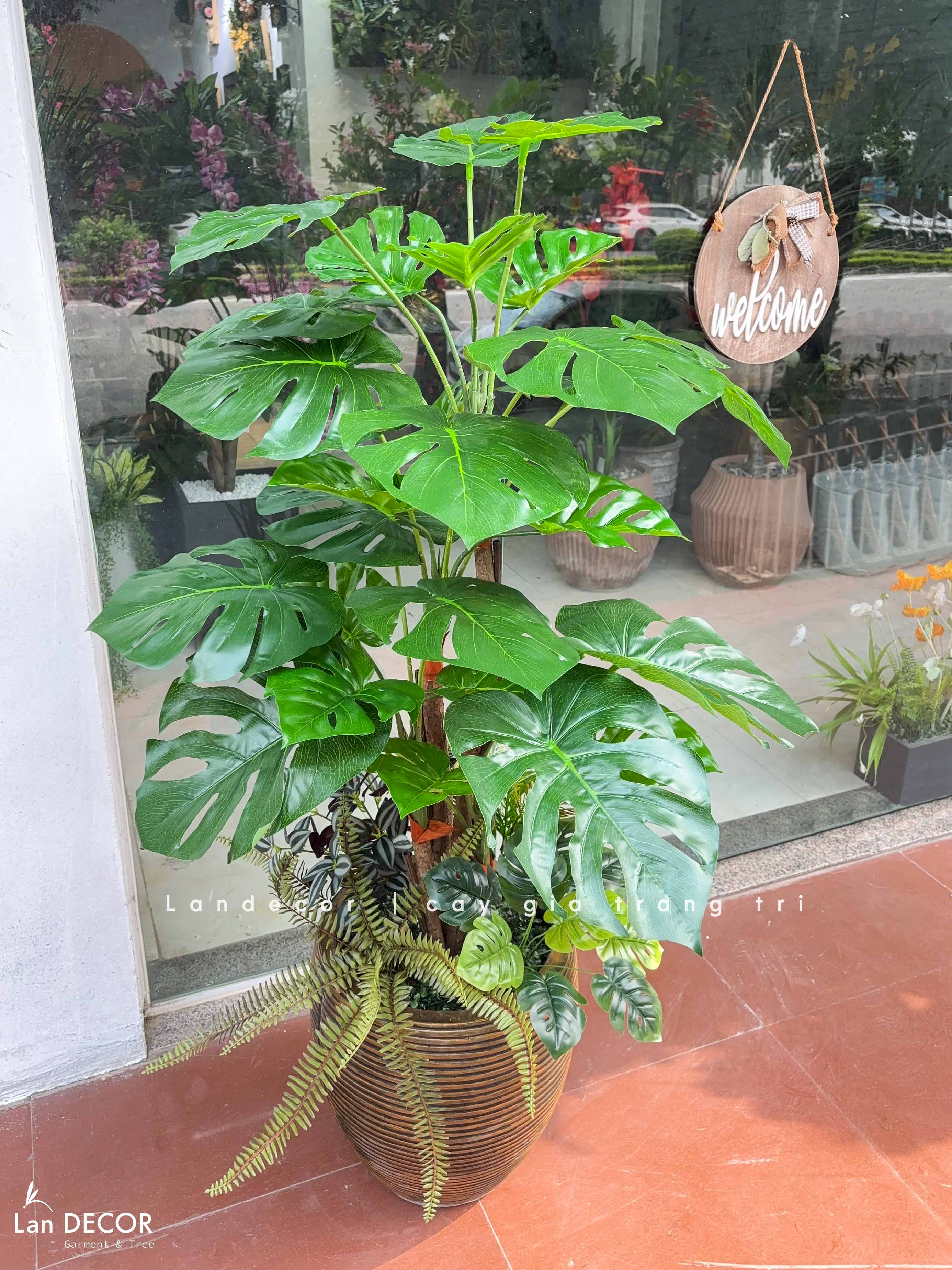 Cây Lá Rùa trang trí nhà đẹp LanDecor (130m) - LC2690