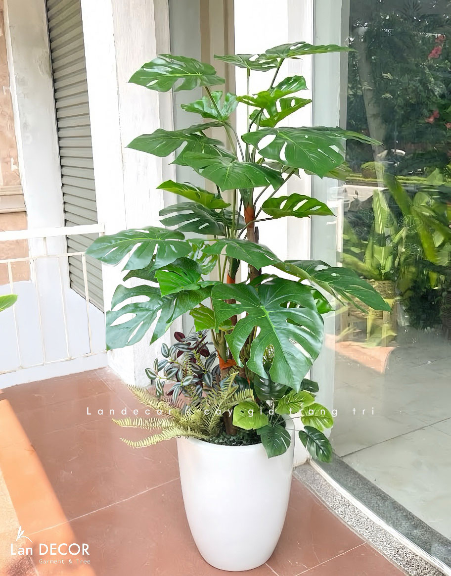 Cây Lá Rùa trang trí nhà đẹp LanDecor (130m) - LC2690