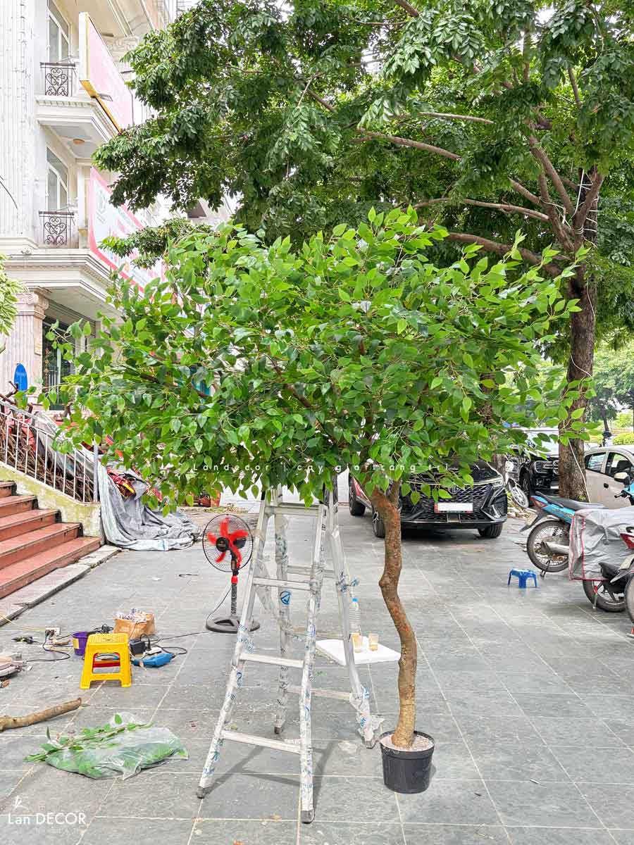 Cây Giả Thiết Kế- Cây Lá Xanh Dáng Huyền Trưng Bày Không Gian Ấn Tượng- CC1104