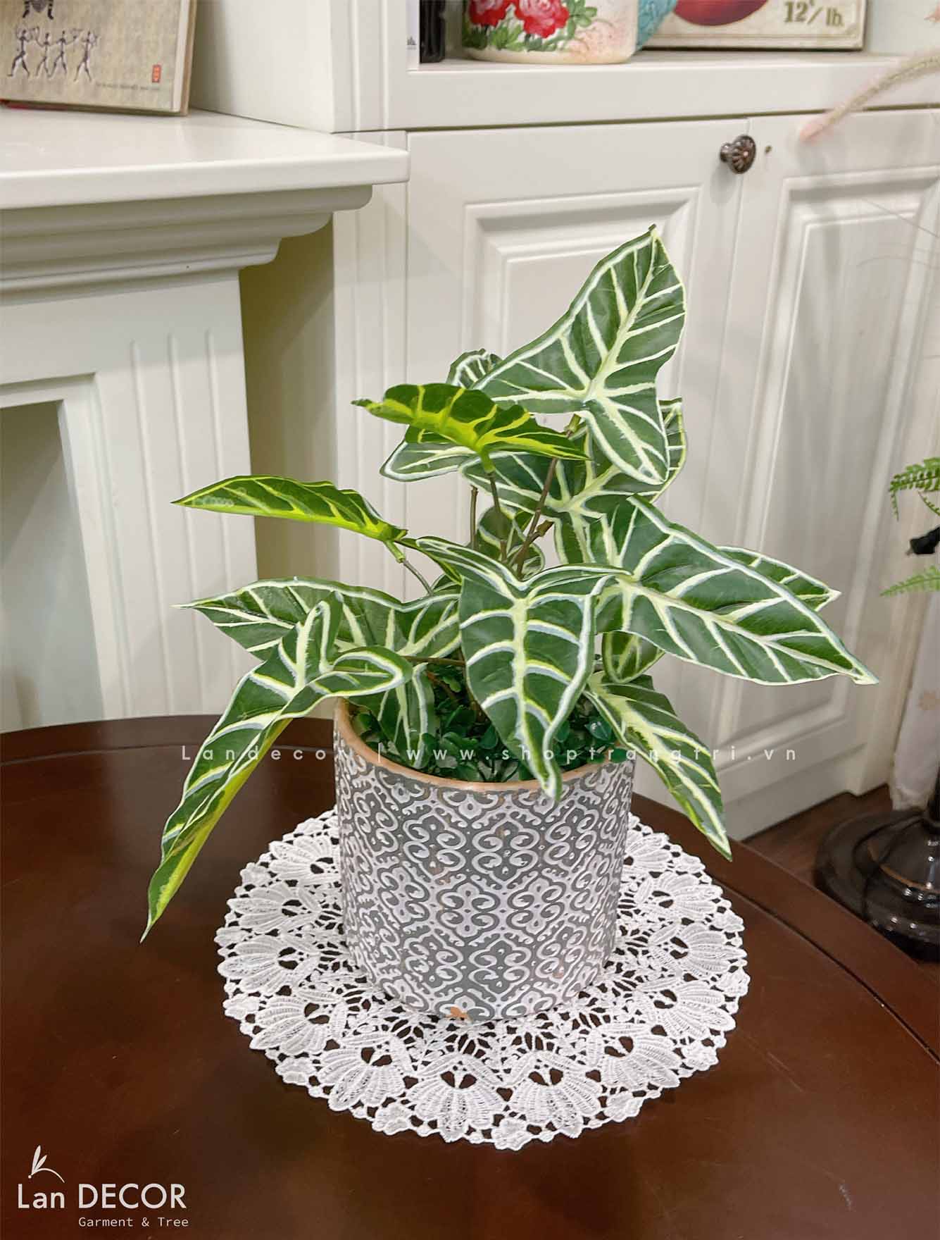 CHẬU BÁN HẠ ĐỂ BÀN TRANG TRÍ ĐỘC ĐÁO- CC711