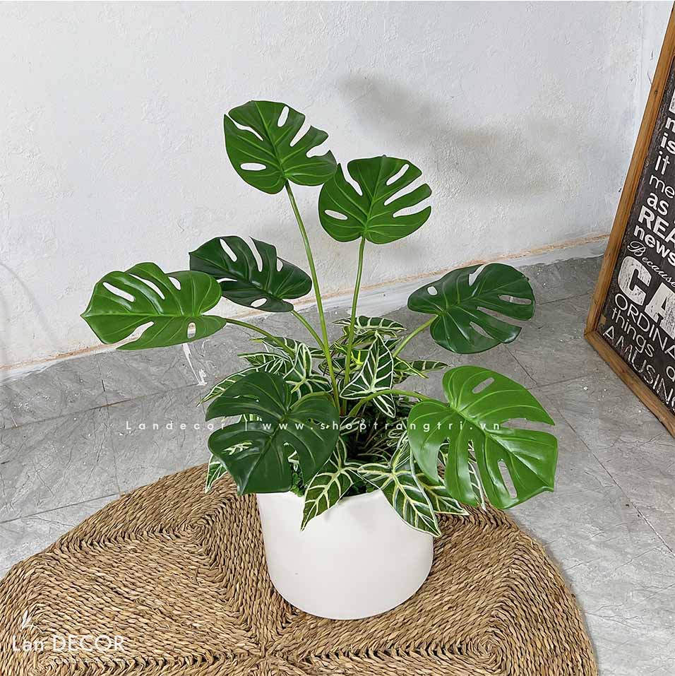 CHẬU CÂY MONSTERA DECOR NHÀ XINH- CC721