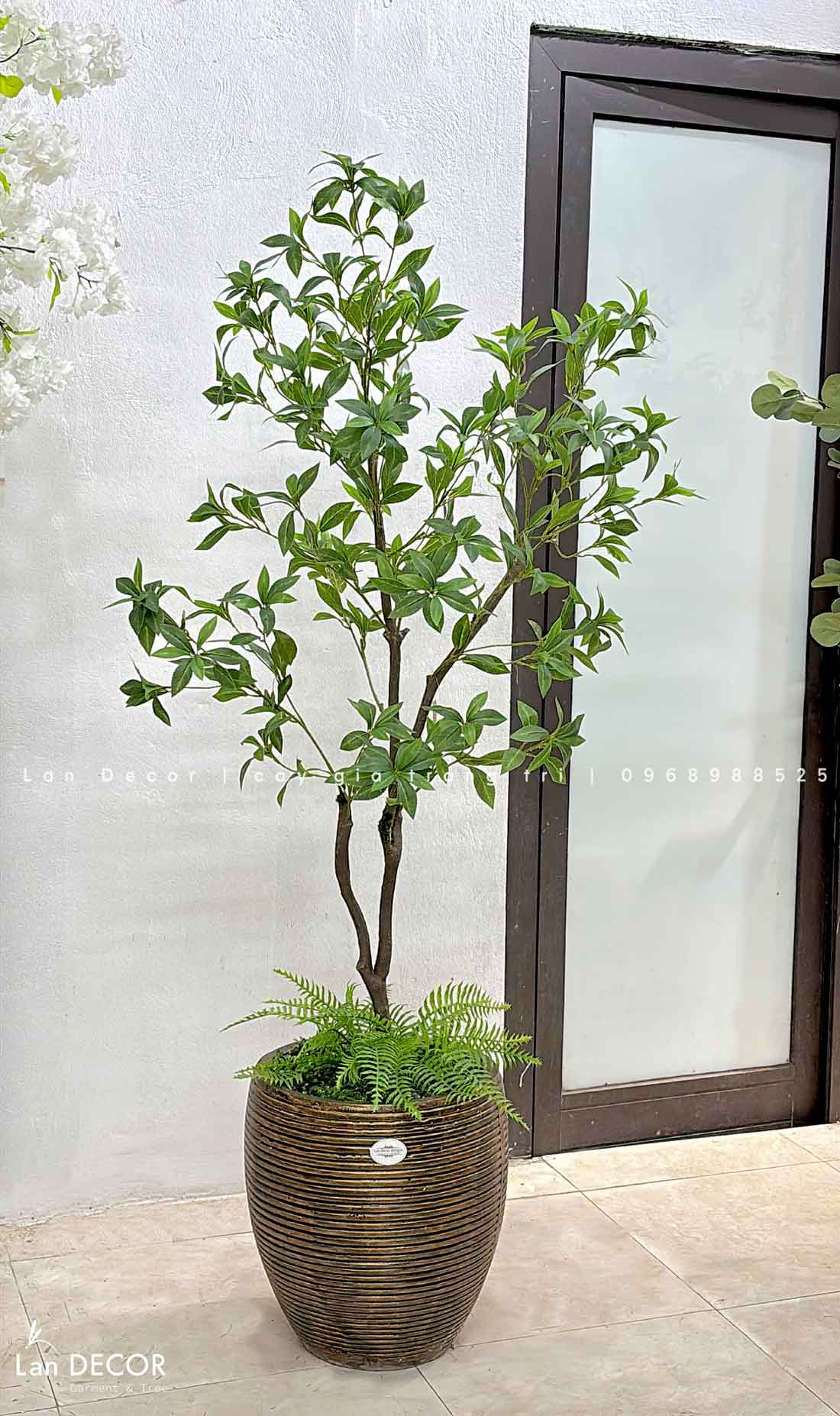 CÂY ASEBI NHẬT BẢN TRANG TRÍ NỘI THẤT (160cm)- CC843