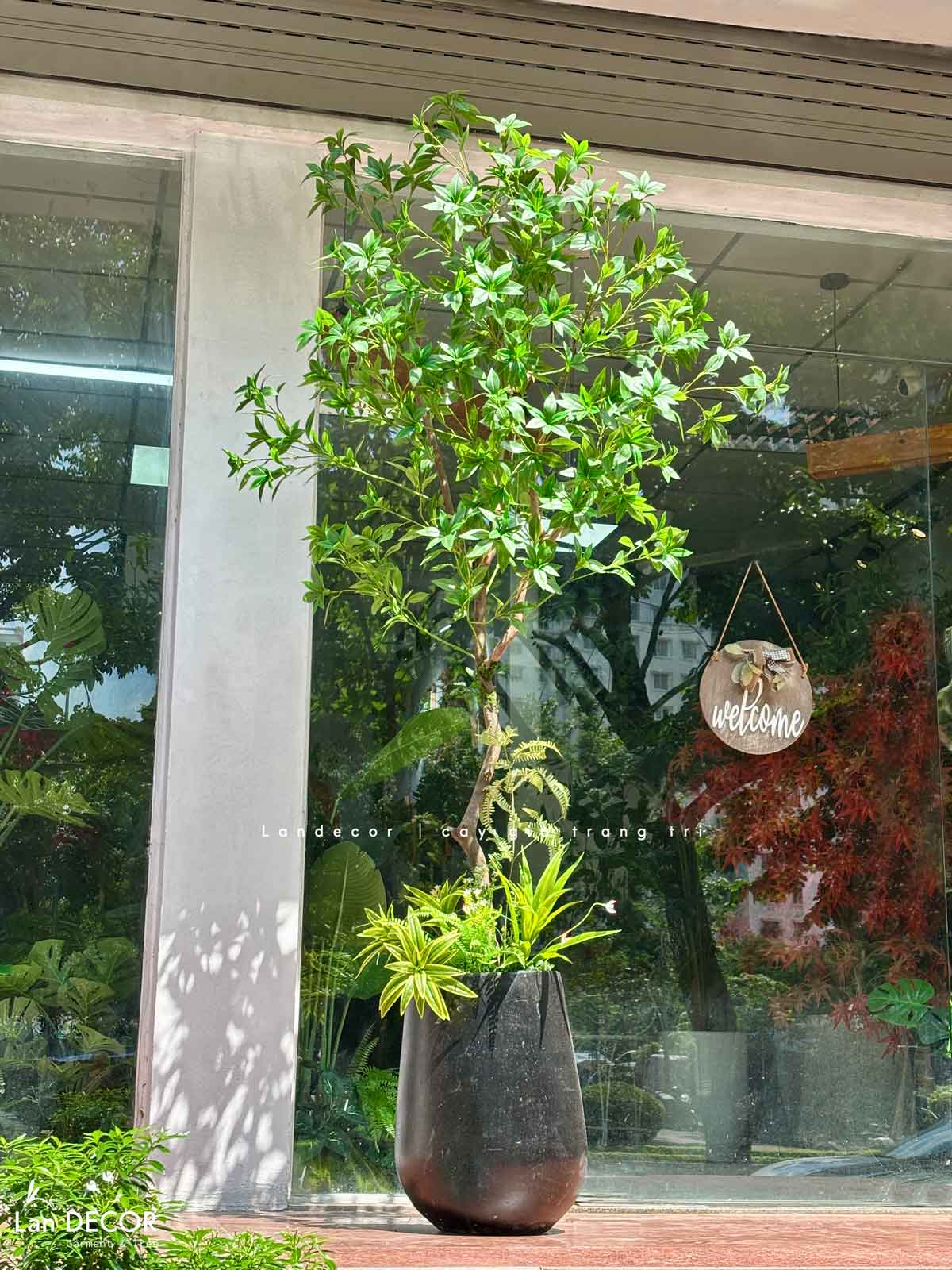 Cây Size Lớn Thiết Kế- Cây Asebi Giả Thiết Kế Sảnh Lớn, Trưng Bày Không Gian Ấn Tượng (200cm)- CC1188