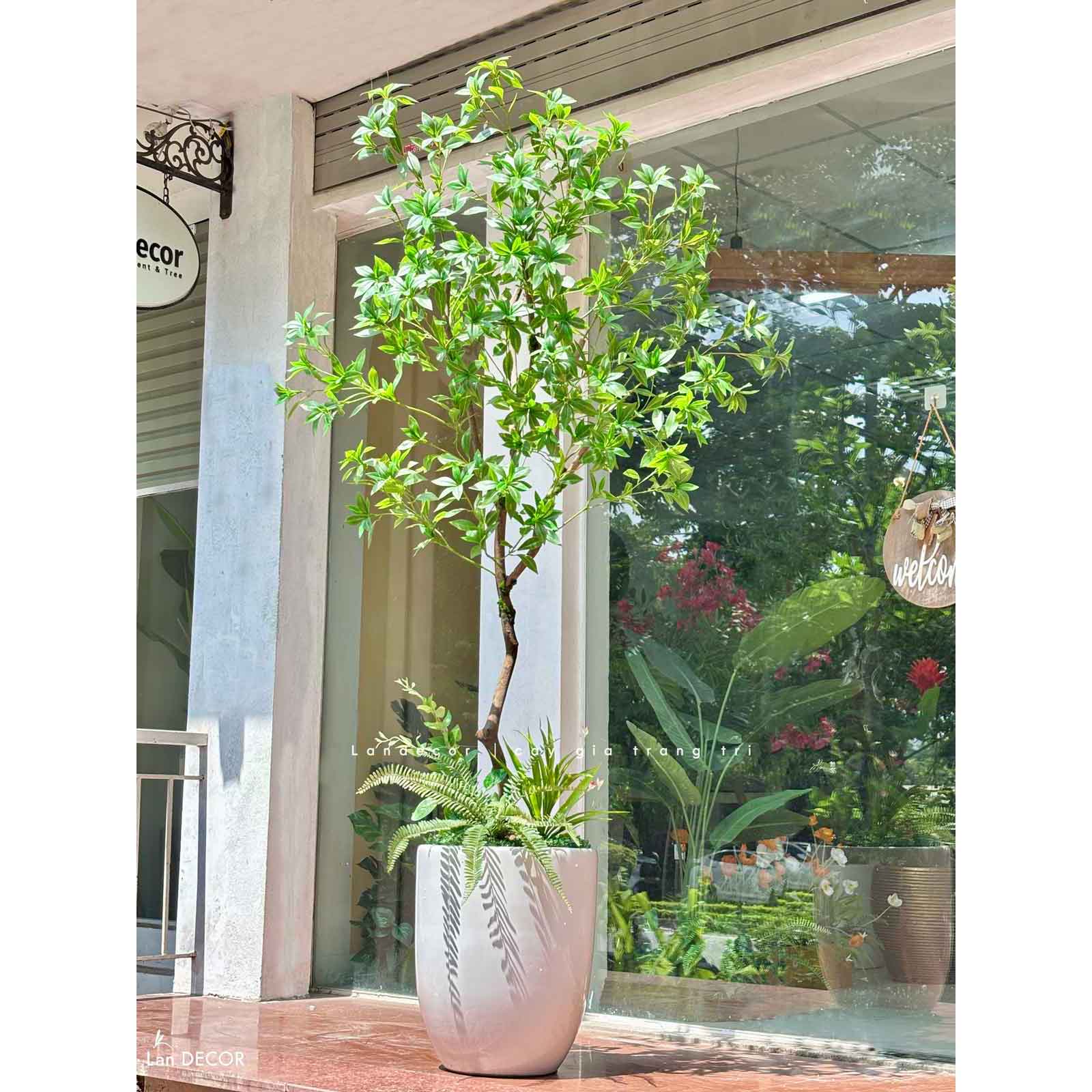 Cây Size Lớn Thiết Kế- Cây Asebi Giả Thiết Kế Sảnh Lớn, Trưng Bày Không Gian Ấn Tượng (200cm)- CC1188