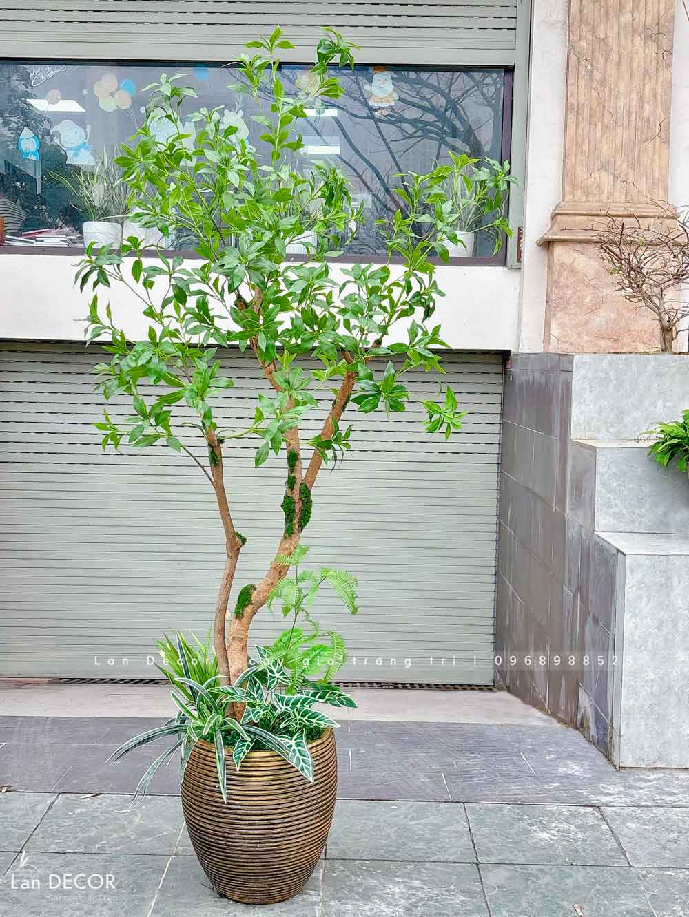 Cây Linh Sơn Trang Trí Không Gian Xanh Mát (180cm)- CC1039