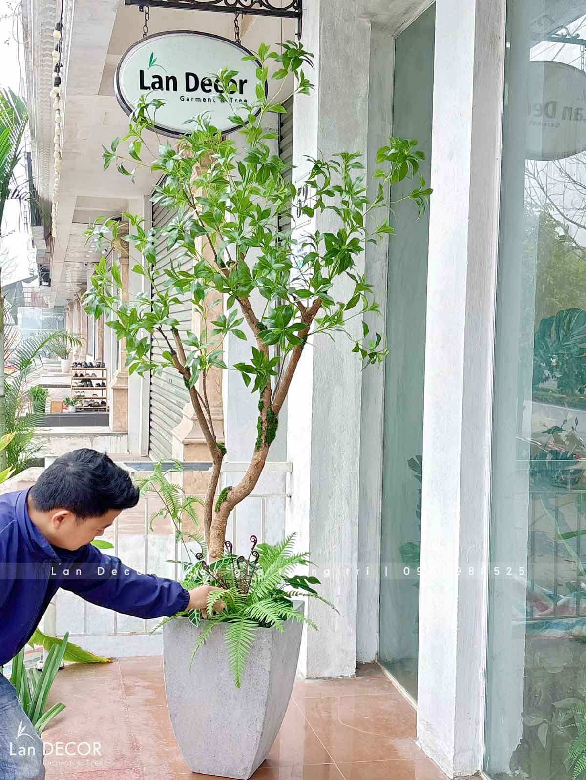 Cây Linh Sơn Trang Trí Không Gian Xanh Mát (180cm)- CC1039