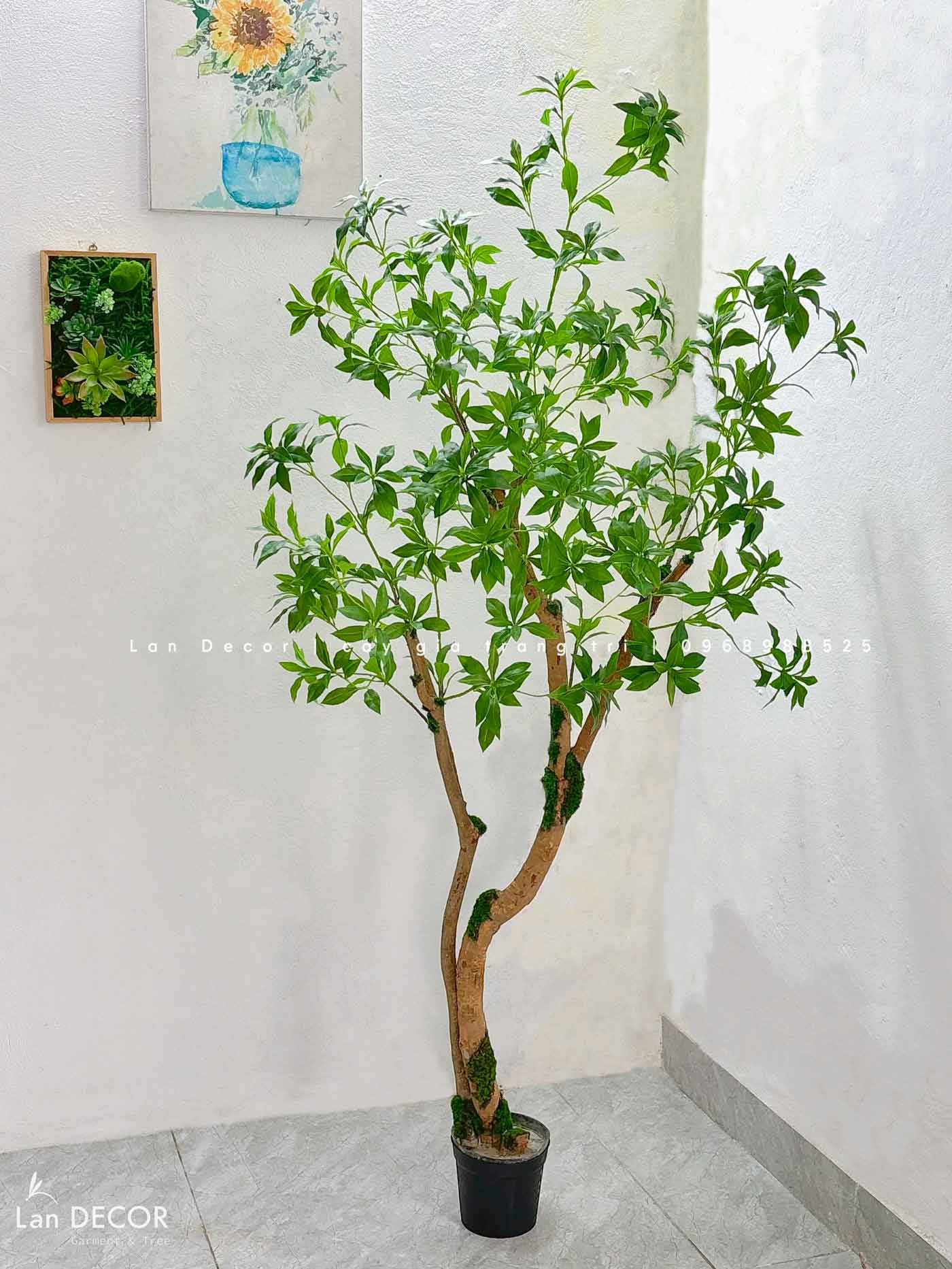 Cây Linh Sơn Trang Trí Không Gian Xanh Mát (180cm)- CC1039