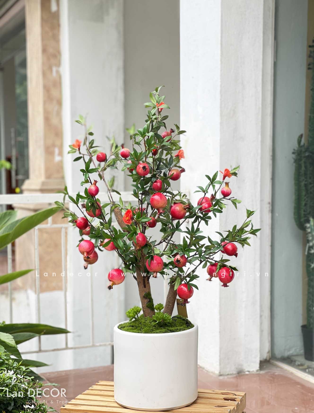 Lựu Giả- Chậu Cây Lựu Cao 90cm Thiết Kế Lan Decor