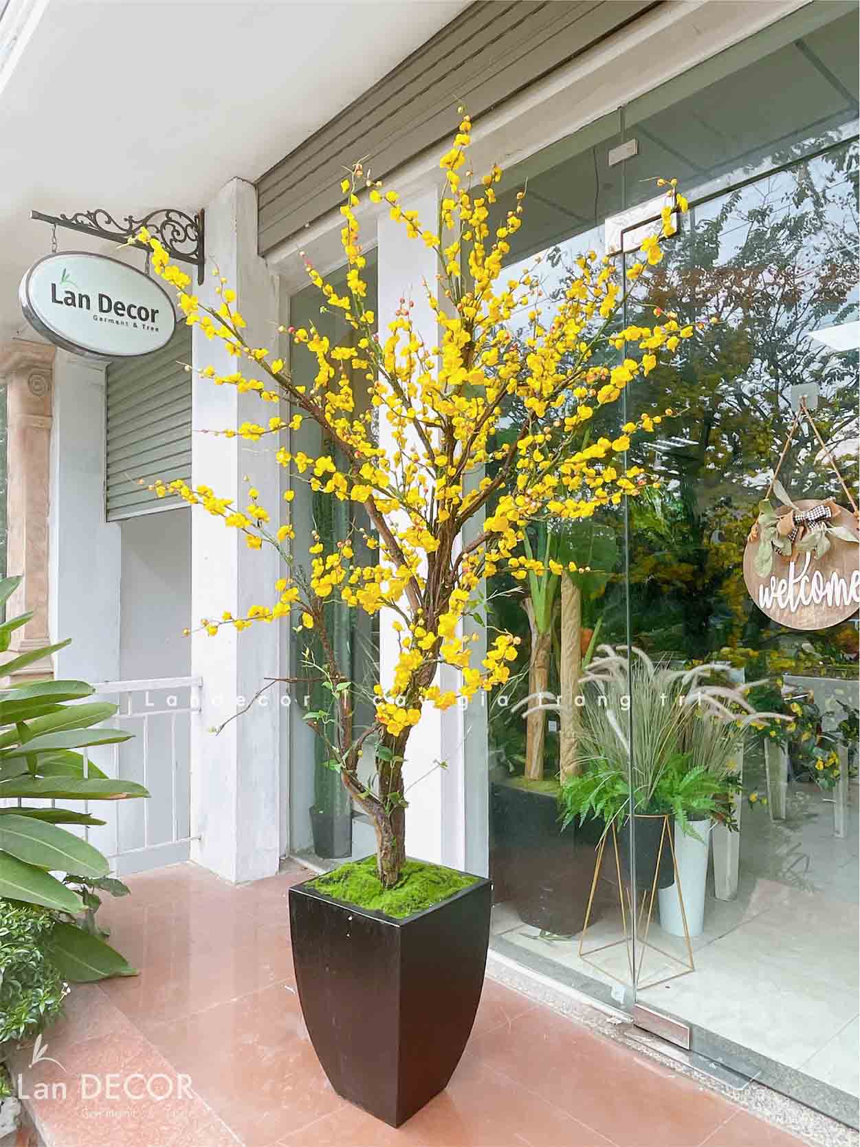 CHẬU CÂY MAI VÀNG TRANG TRÍ TẾT MAY MẮN , ĐÓN TÀI LỘC (2M)- CC791