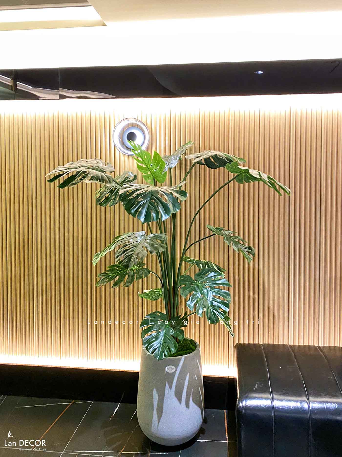 Cây Monstera trang trí nhà đẹp Landecor (150cm) - LC3058