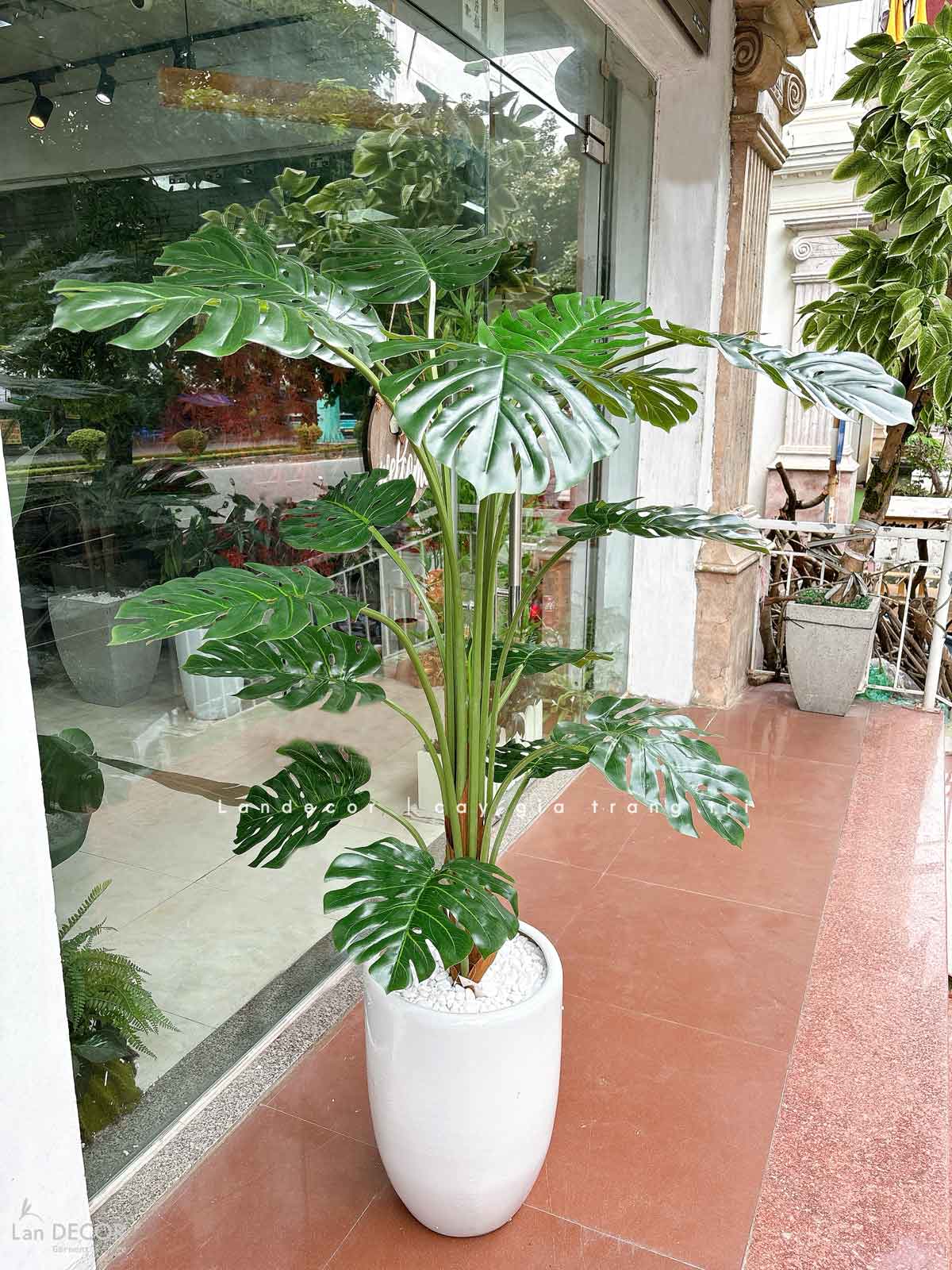 Cây Monstera trang trí nhà đẹp Landecor (150cm) - LC3058