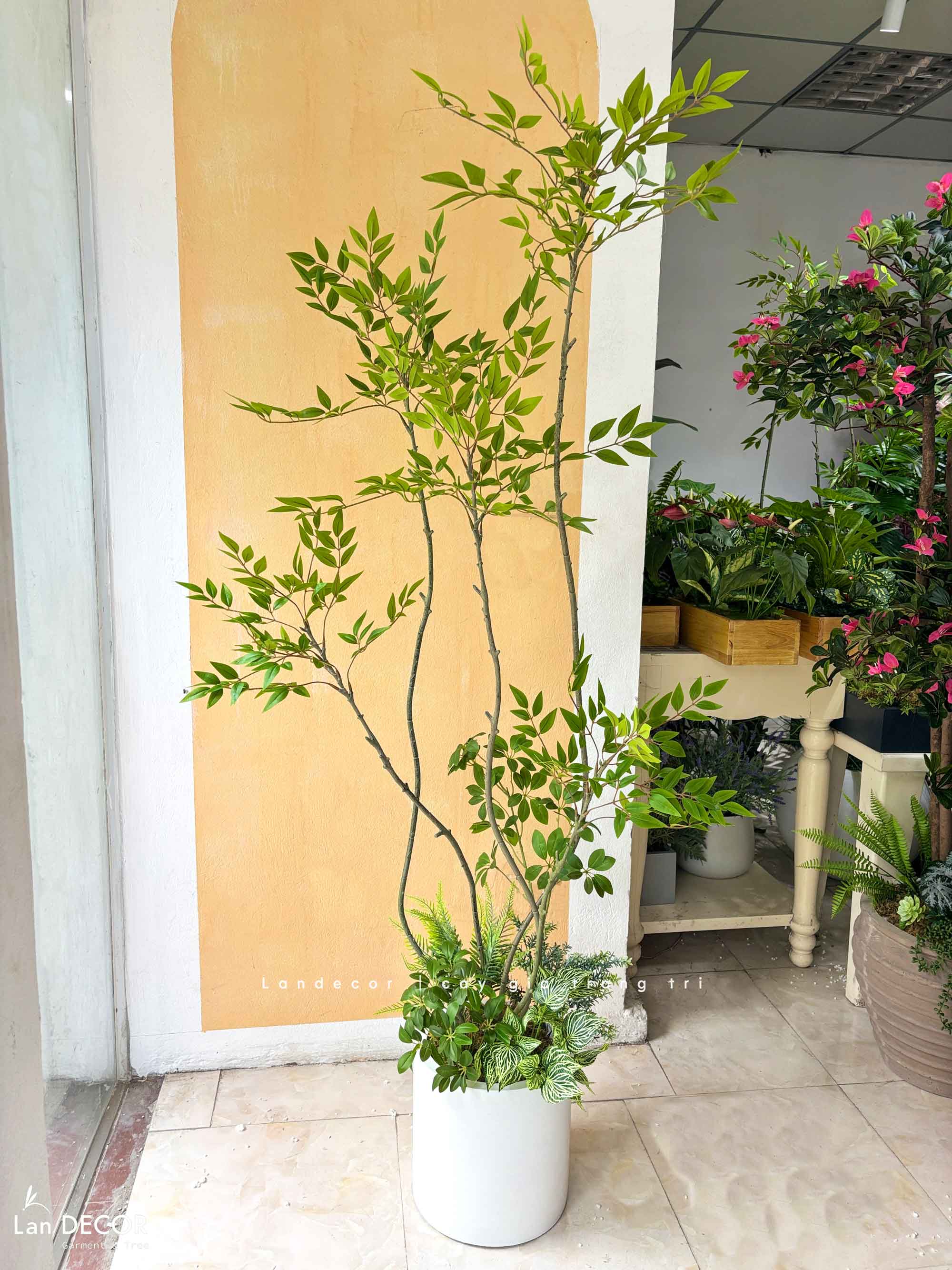 Nam Thiên Trúc Giả- Cây Nam Thiên Trúc Giả Decor Căn Hộ Hiện Đại (190cm)- LC3047-5