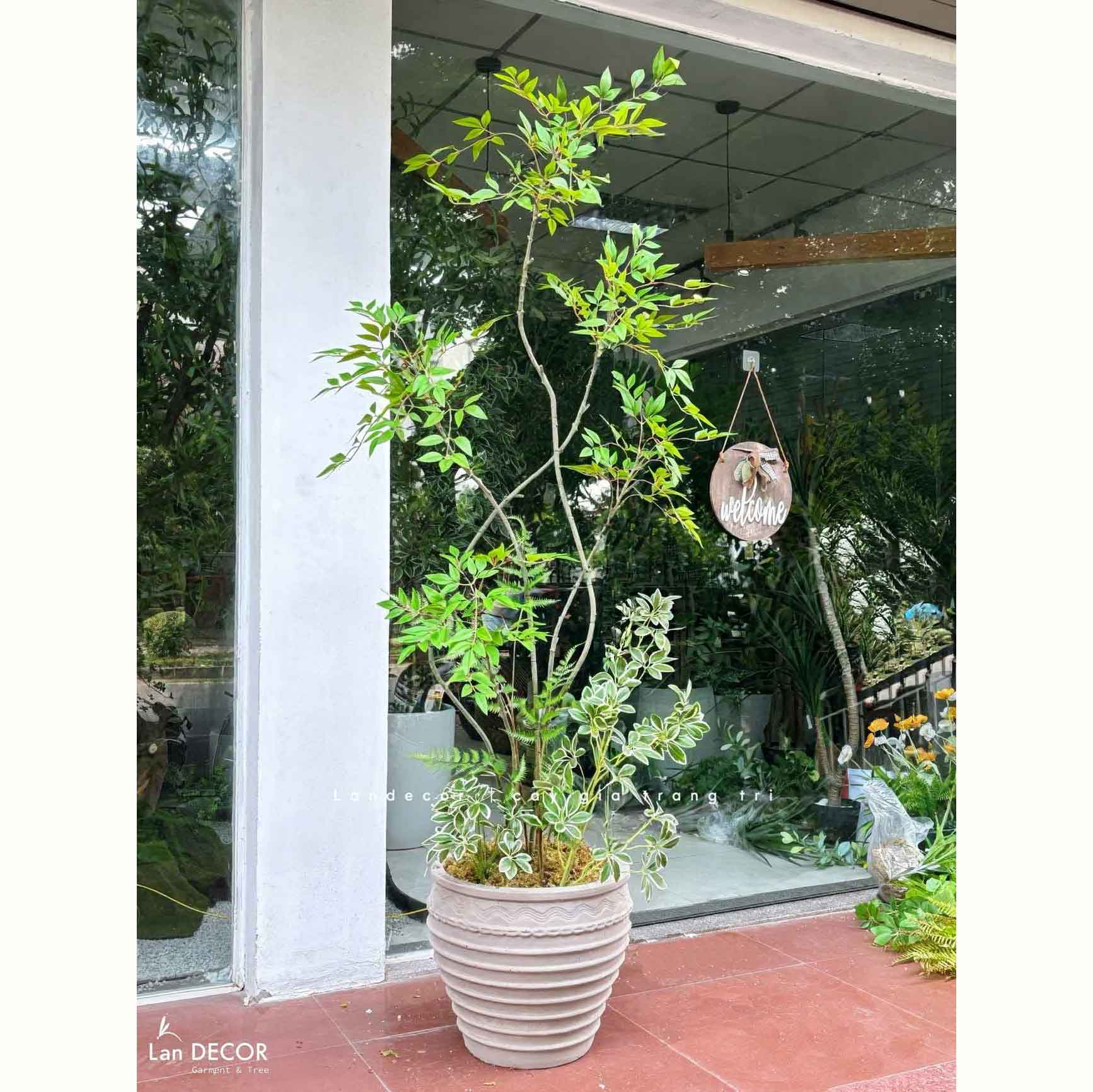 Nam Thiên Trúc Giả- Cây Nam Thiên Trúc Giả Decor Căn Hộ Hiện Đại (190cm)- LC3047-5