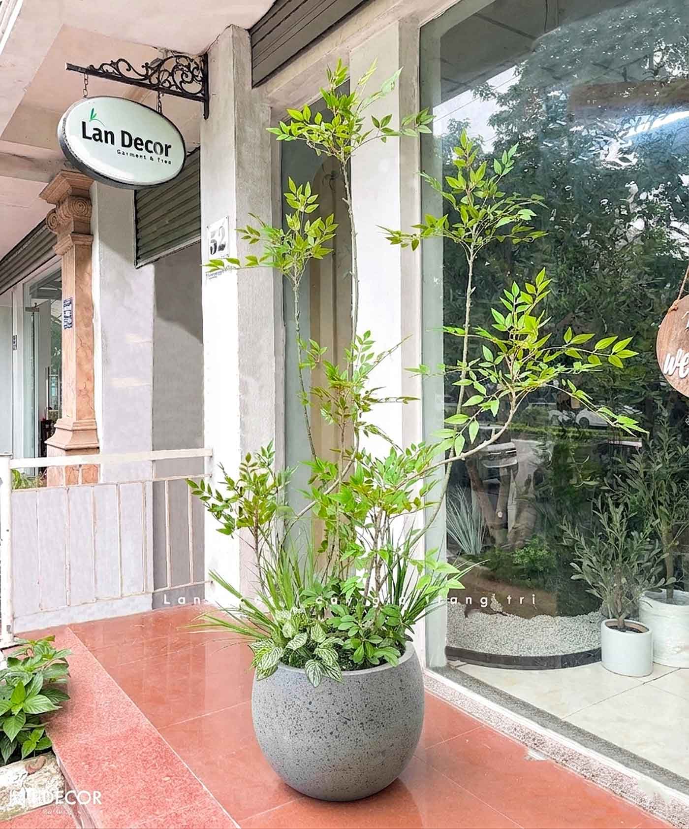 Nam Thiên Trúc Giả- Cây Nam Thiên Trúc Giả Decor Căn Hộ Hiện Đại (190cm)- LC3047-5