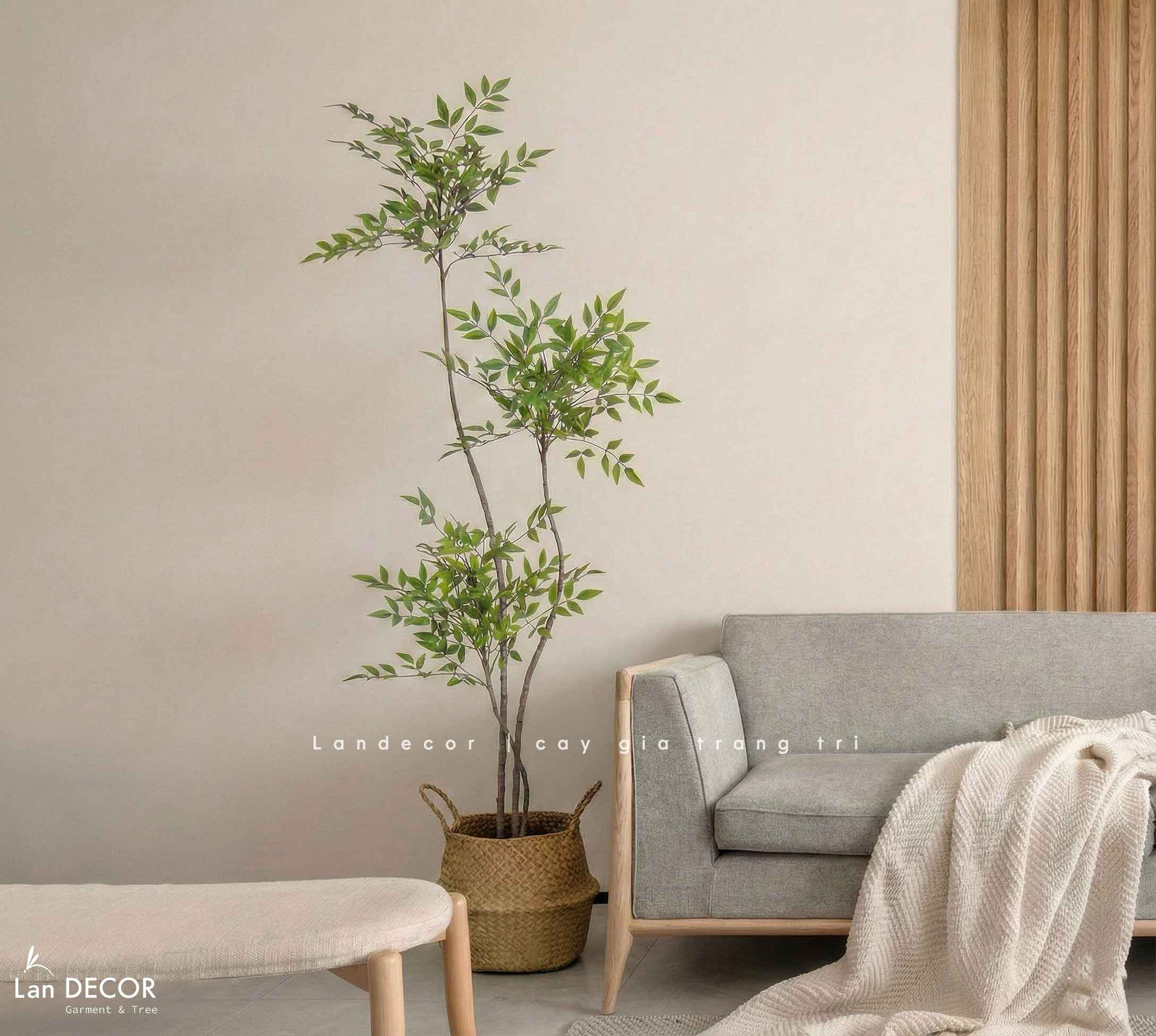 Nam Thiên Trúc Giả- Cây Nam Thiên Trúc Giả Thiết Không Gian Tinh Tế (150cm)- LC3047-3 thân