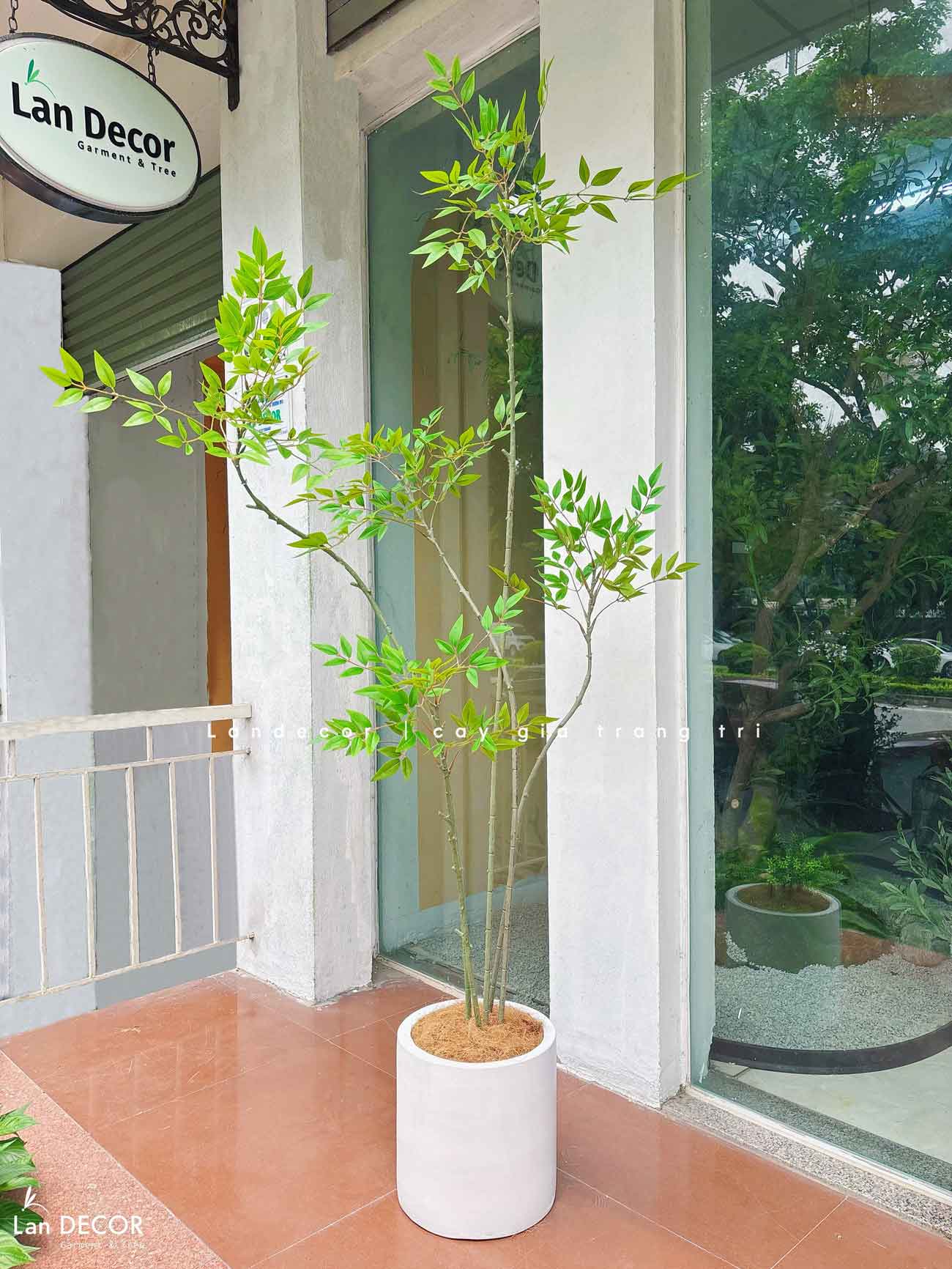 cay-nam-thien-truc-gia