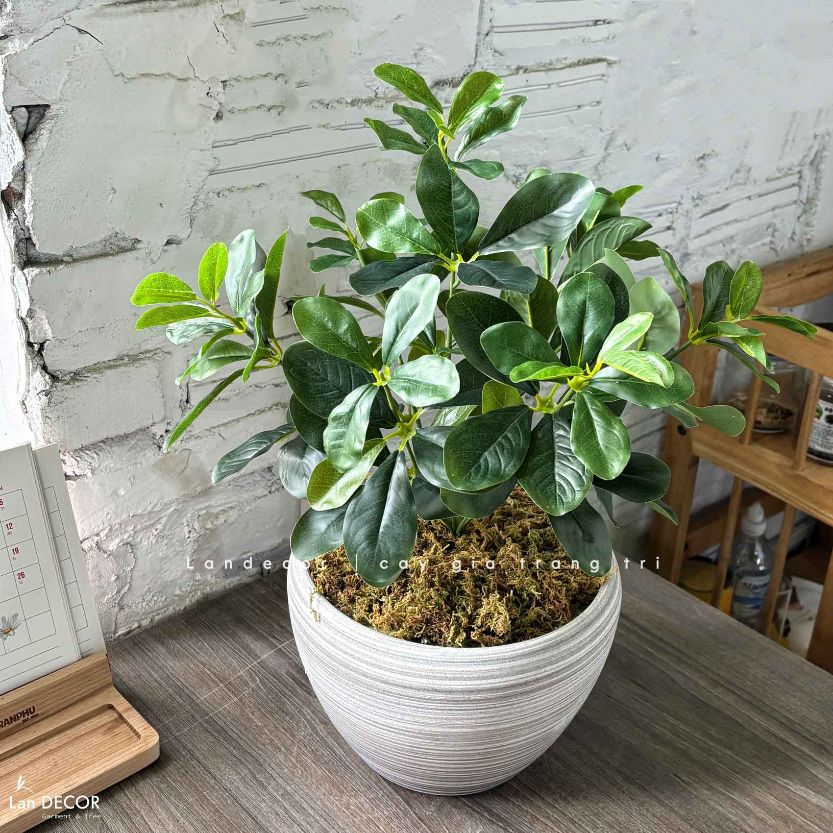 Cây Giả Để Bàn - Chậu Cây Ngũ Da Bì Giả Để Bàn Trang Trí (50cm) - CC1453