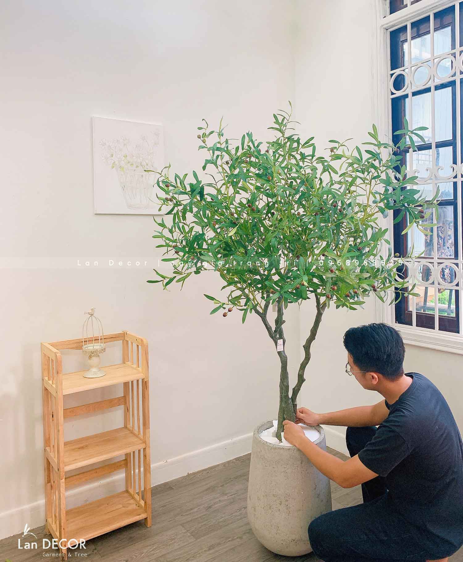 Cây Olive Giả -Cây Olive Giả Độc Đáo Trang Trí Nội Thất Lan Decor (180CM)- CC1218