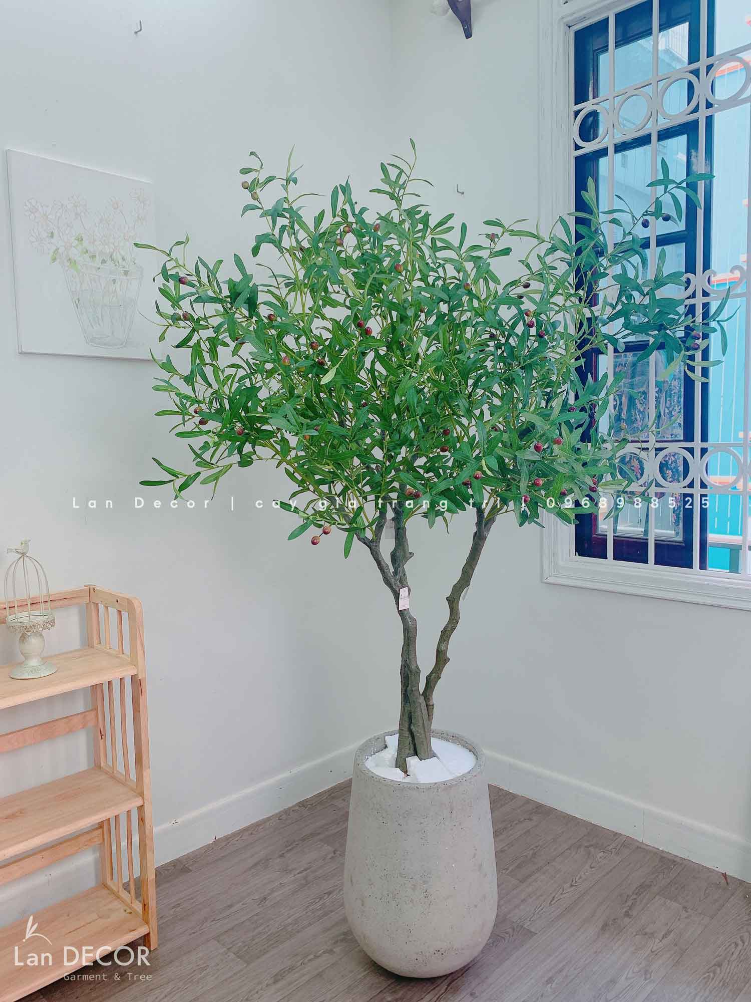 Cây Olive Giả -Cây Olive Giả Độc Đáo Trang Trí Nội Thất Lan Decor (180CM)- CC1218