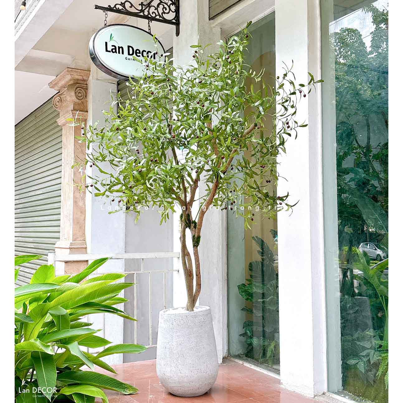 Cây Oliu Giả- Cây Oliu Phong Cách Bắc Âu Thiết Kế Không Gian (2m)- CC1092
