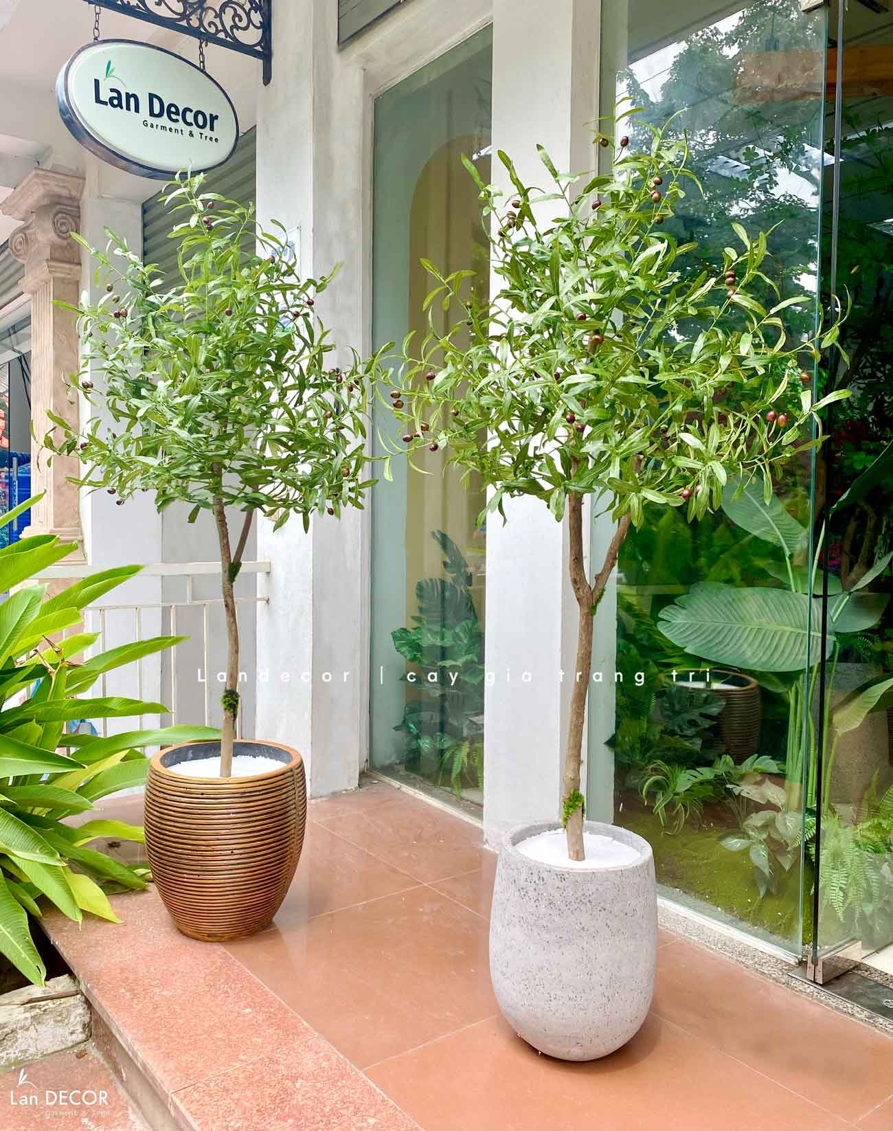 CHẬU CÂY OLIU TRANG TRÍ QUÁN CAFE- CC752