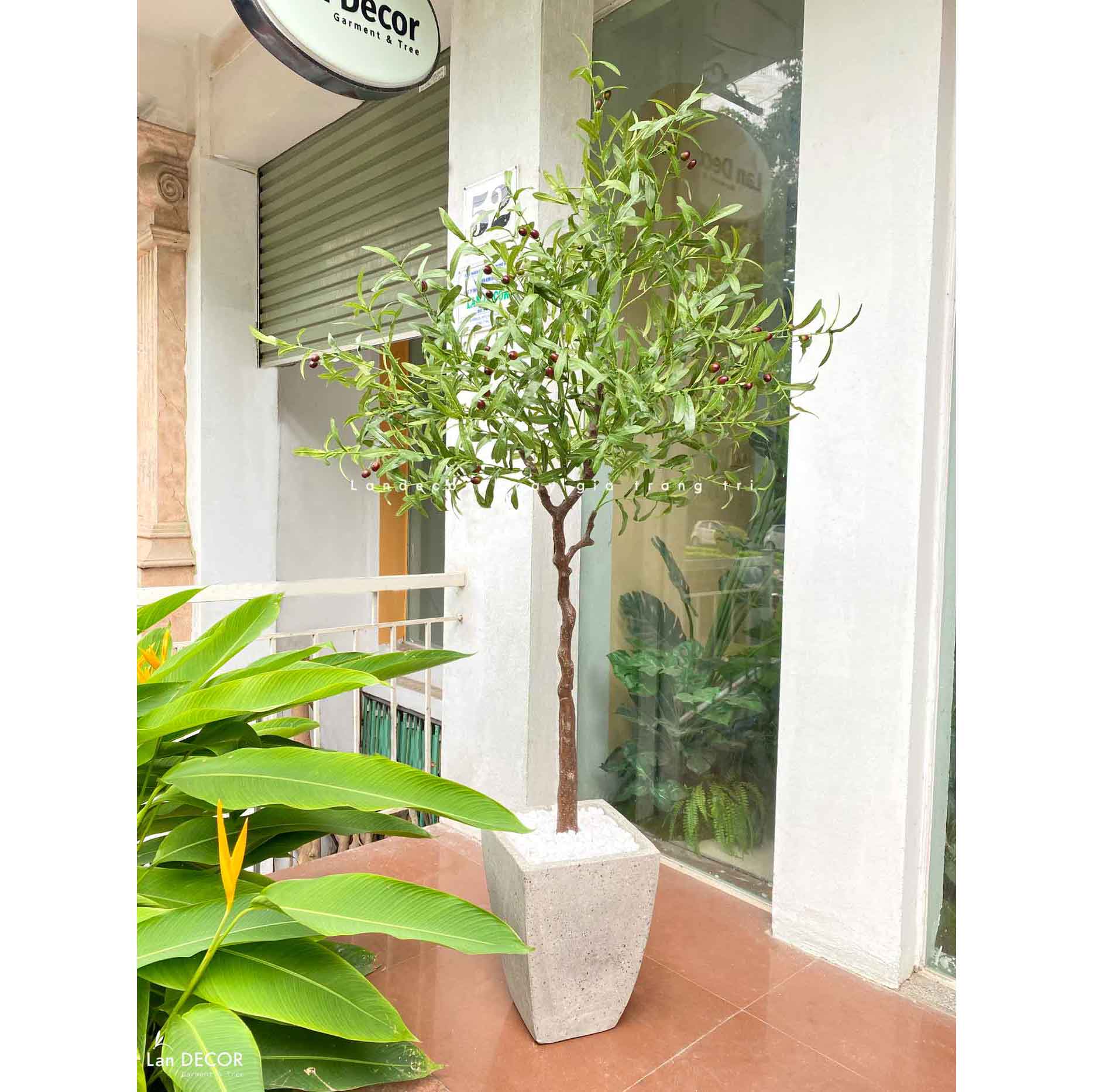 Cây oliu trang trí nội thất LanDecor (165cm) - CC604