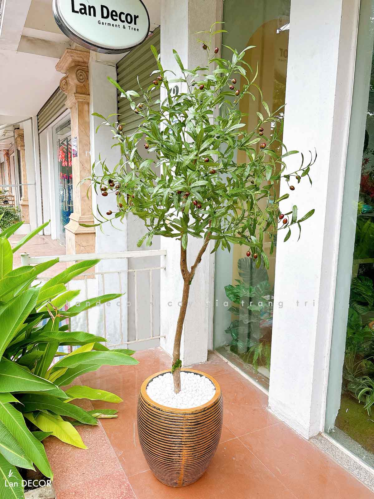 CHẬU CÂY OLIU TRANG TRÍ QUÁN CAFE- CC752