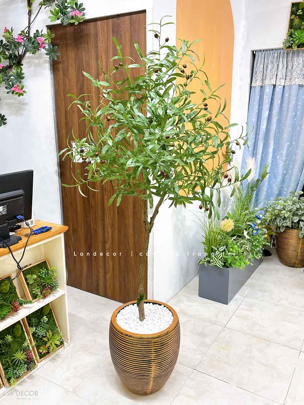 CHẬU CÂY OLIU TRANG TRÍ QUÁN CAFE- CC752