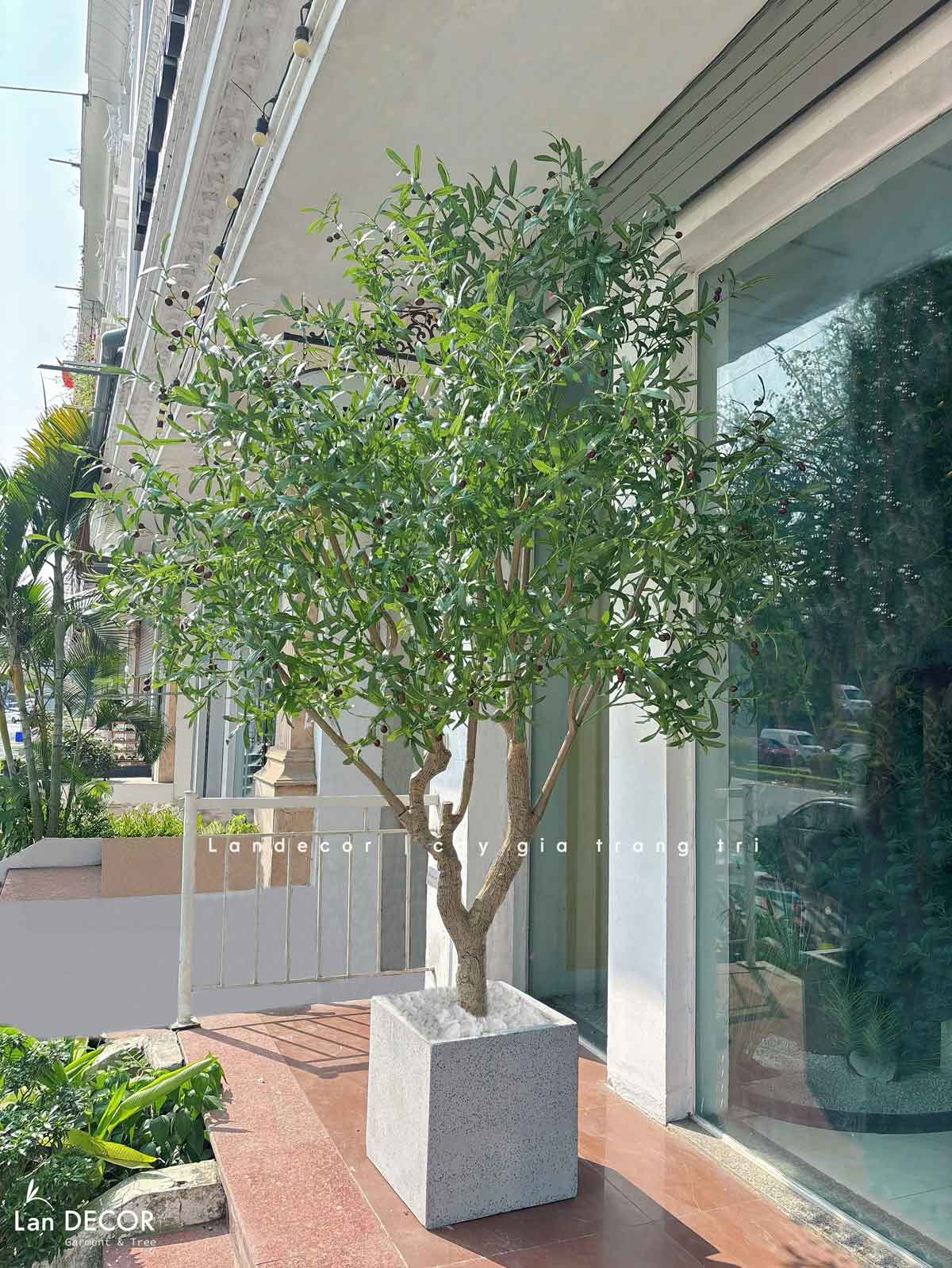 Cây Oliu Giả Thiết Kế - Cây Olive Giả Thiết Kế Giếng Trời, Sảnh Khách Sạn Phong Cách Bắc Âu (250cm)- CC1273
