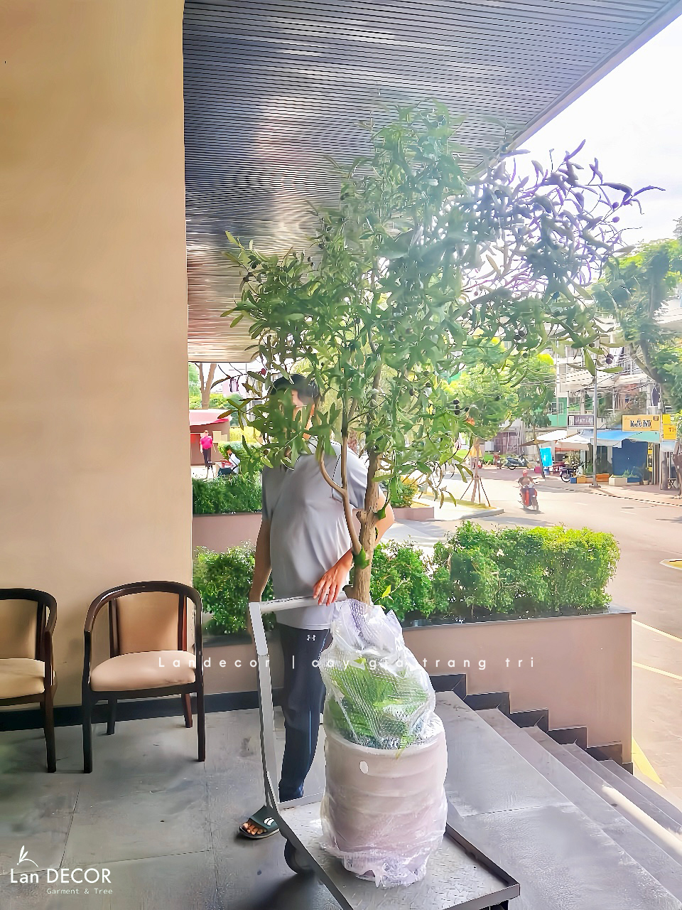 Cây Giả Thiết Kế- Cây Oliu Giả Thiết Kế Tiểu Cảnh Xanh- CC1357