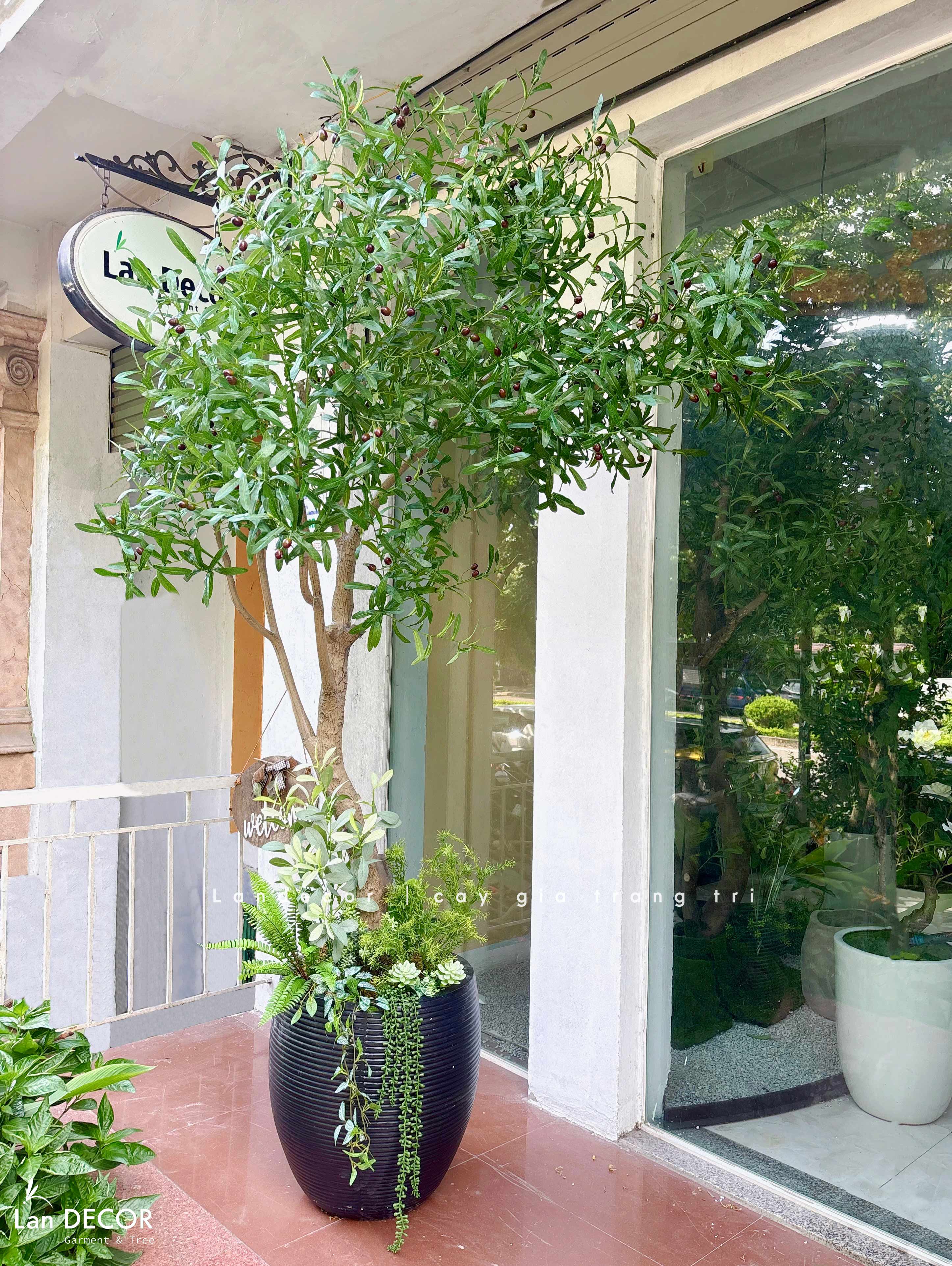 Cây Giả Thiết Kế- Cây Olive Giả Thiết Kế Tiểu Cảnh Xanh (230cm)- CC1357