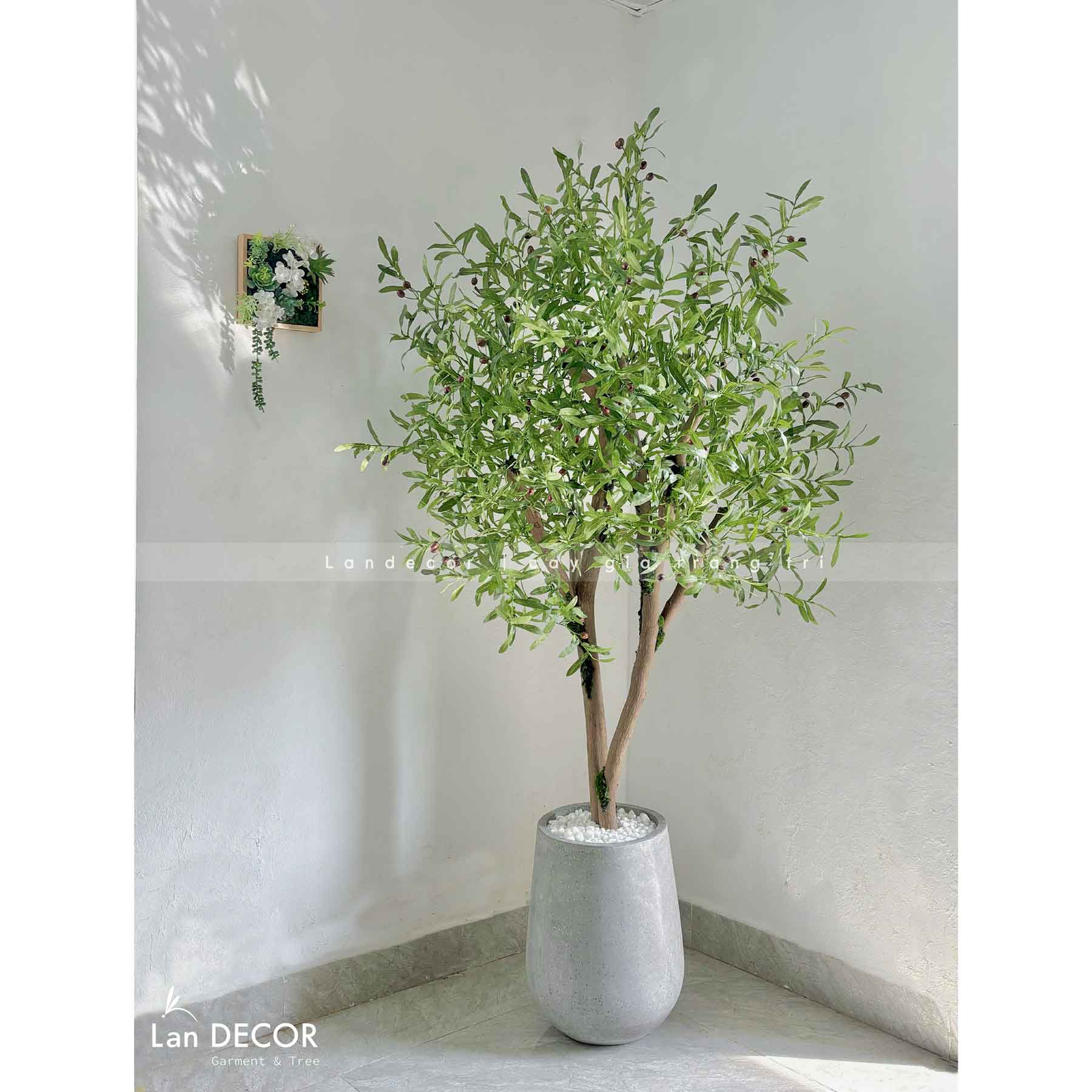 Cây Oliu trang trí nội thất LanDecor (200cm) - CC615-1