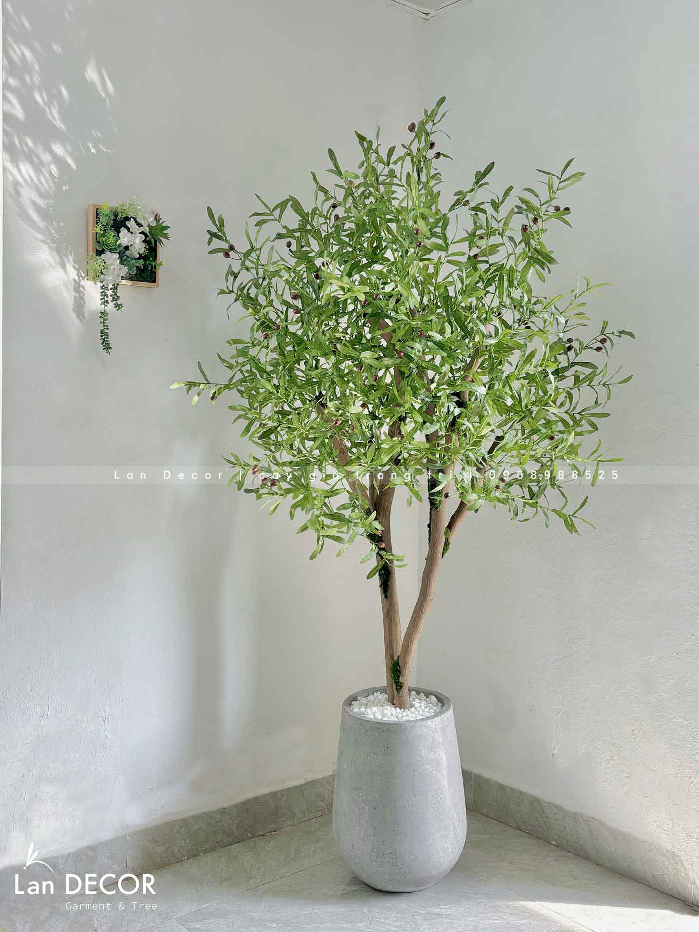 TỔNG HỢP CÁC MẪU CÂY OLIU DECOR NỘI THẤT ĐỘC ĐÁO