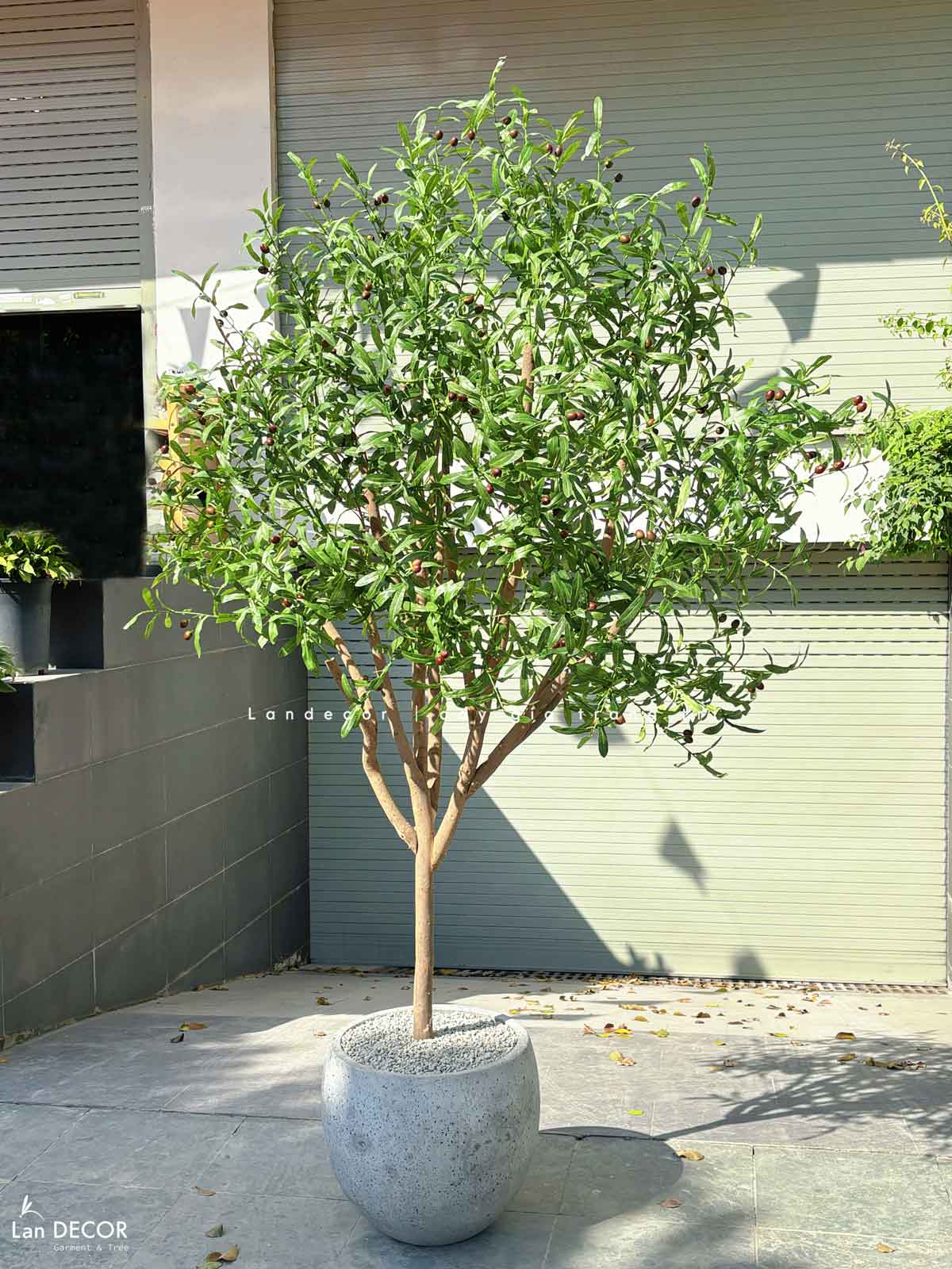 Cây Oliu Giả Thiết Kế - Cây Olive Giả Trang Trí Căn Hộ, Studio Hiện Đại, Tinh Tế (210cm)- CC1225
