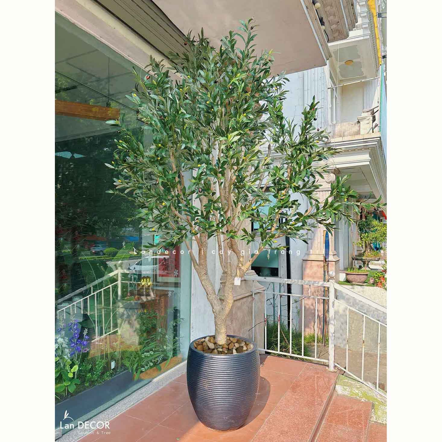 Cây Giả Trưng Bày - Cây Olive Giả Thiết Kế Khu Vực Trưng Bày, Decor Không Gian Hiện Đại (230cm)- CC1277