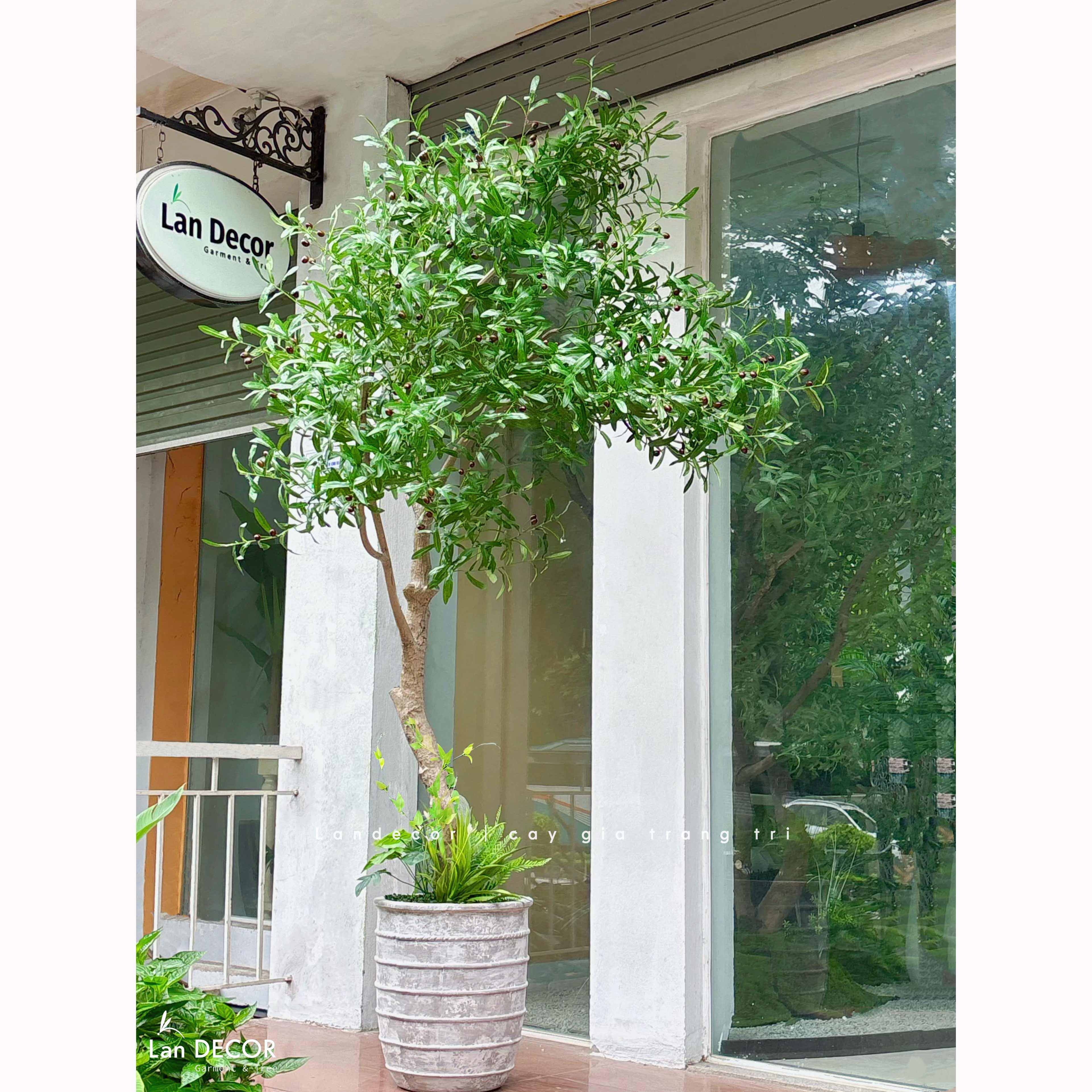 Cây Giả Thiết Kế- Cây Olive Giả Thiết Kế Tiểu Cảnh Xanh (230cm)- CC1357