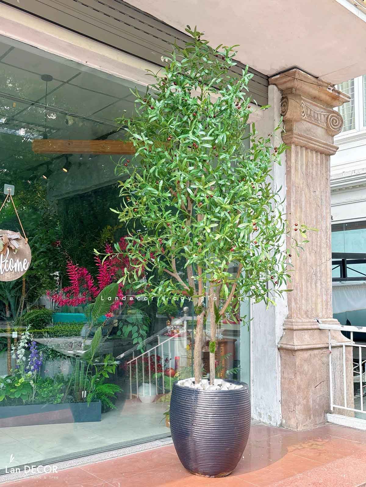 Cây Oliu trang trí nội thất LanDecor (240cm) - CC666