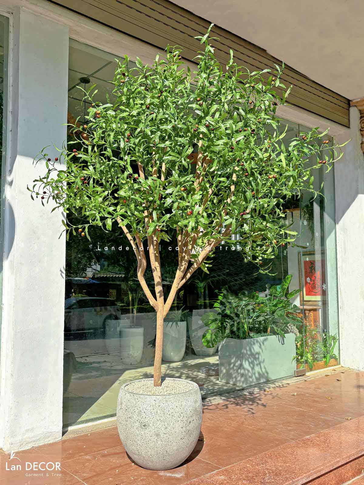 Cây Oliu Giả Thiết Kế - Cây Olive Giả Trang Trí Căn Hộ, Studio Hiện Đại, Tinh Tế (210cm)- CC1225