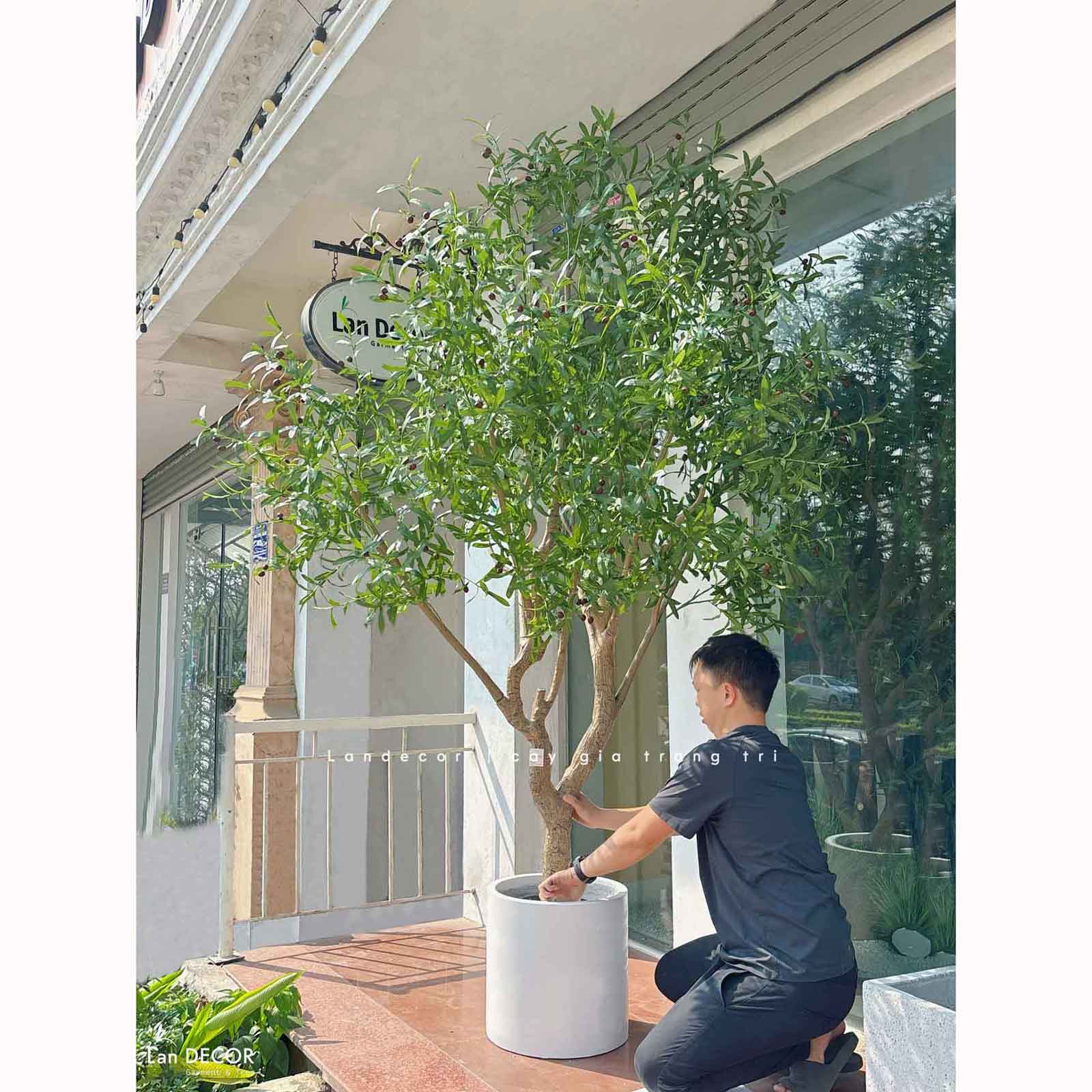 Cây Oliu Giả Thiết Kế - Cây Olive Giả Thiết Kế Giếng Trời, Sảnh Khách Sạn Phong Cách Bắc Âu (250cm)- CC1273