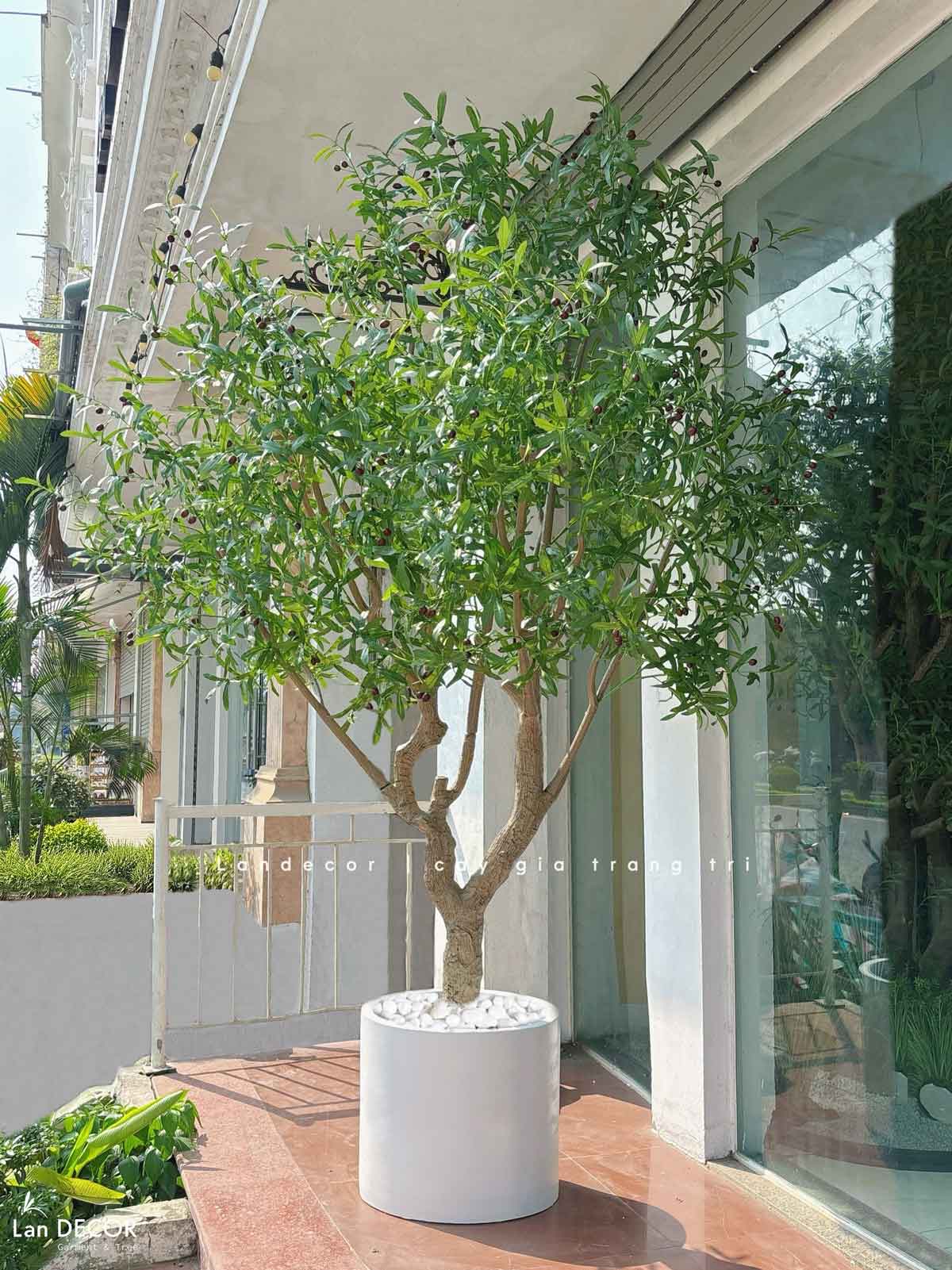 Cây Oliu Giả Thiết Kế - Cây Olive Giả Thiết Kế Giếng Trời, Sảnh Khách Sạn Phong Cách Bắc Âu (250cm)- CC1273