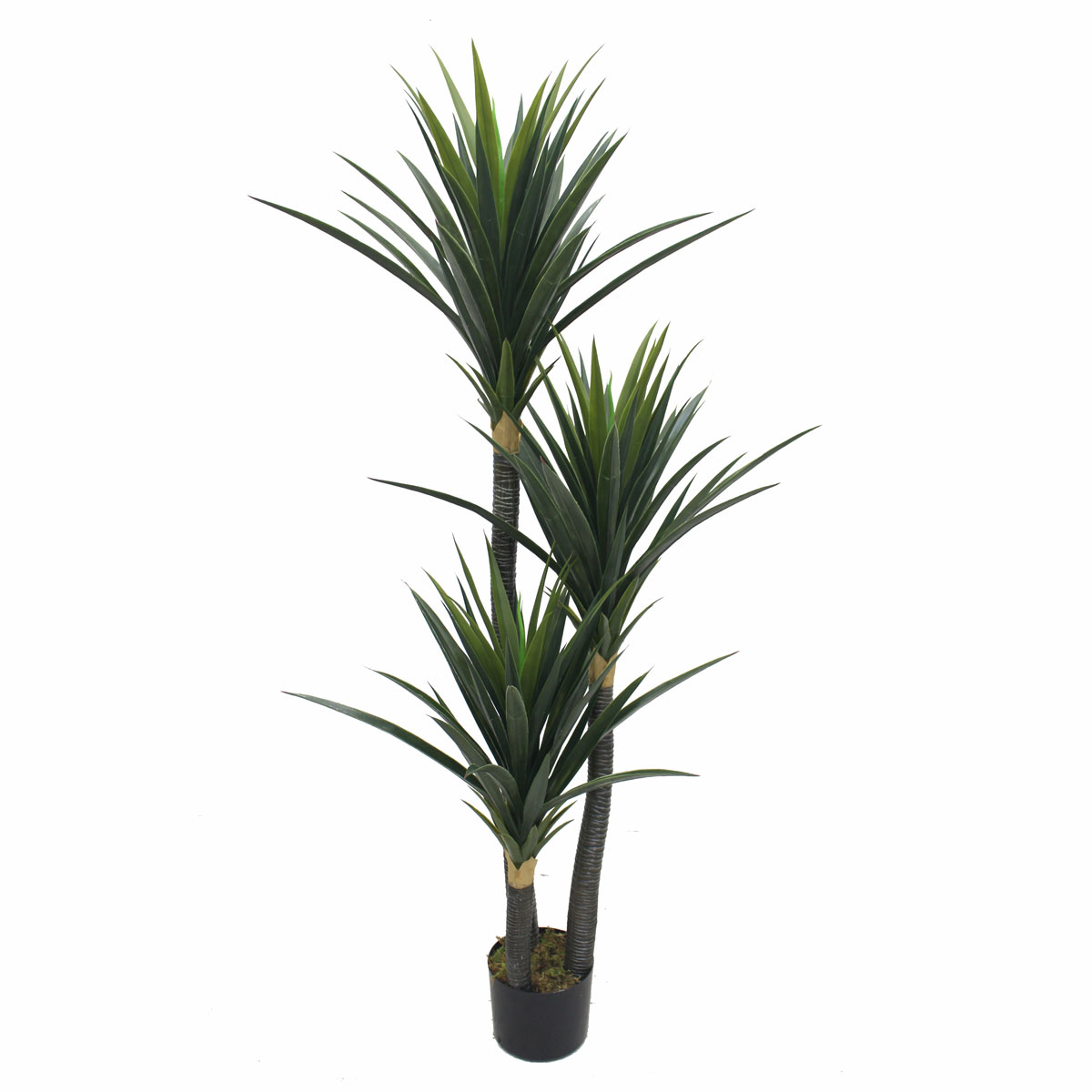 Chậu Cây phát tài núi mix trang trí nội thất cao 1,5m - CC253 Tổng Kho