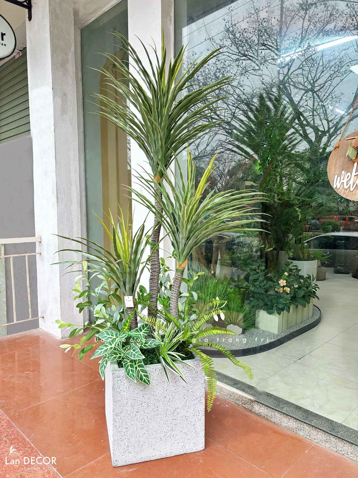 Cây Giả- Cây Phát Tài Núi Giả Decor Văn Phòng Công Ty, Cửa Hiệu (180cm)- LC3159-5